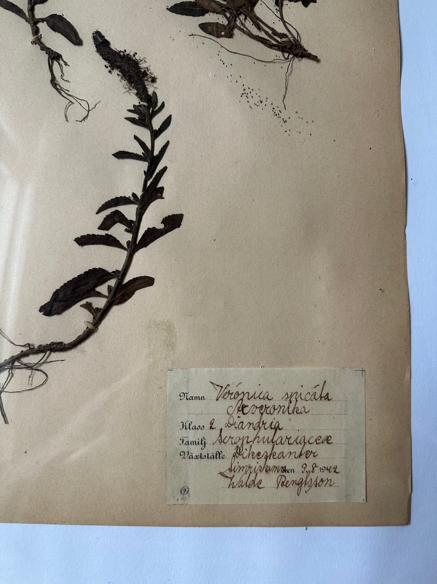 Herbier encadré