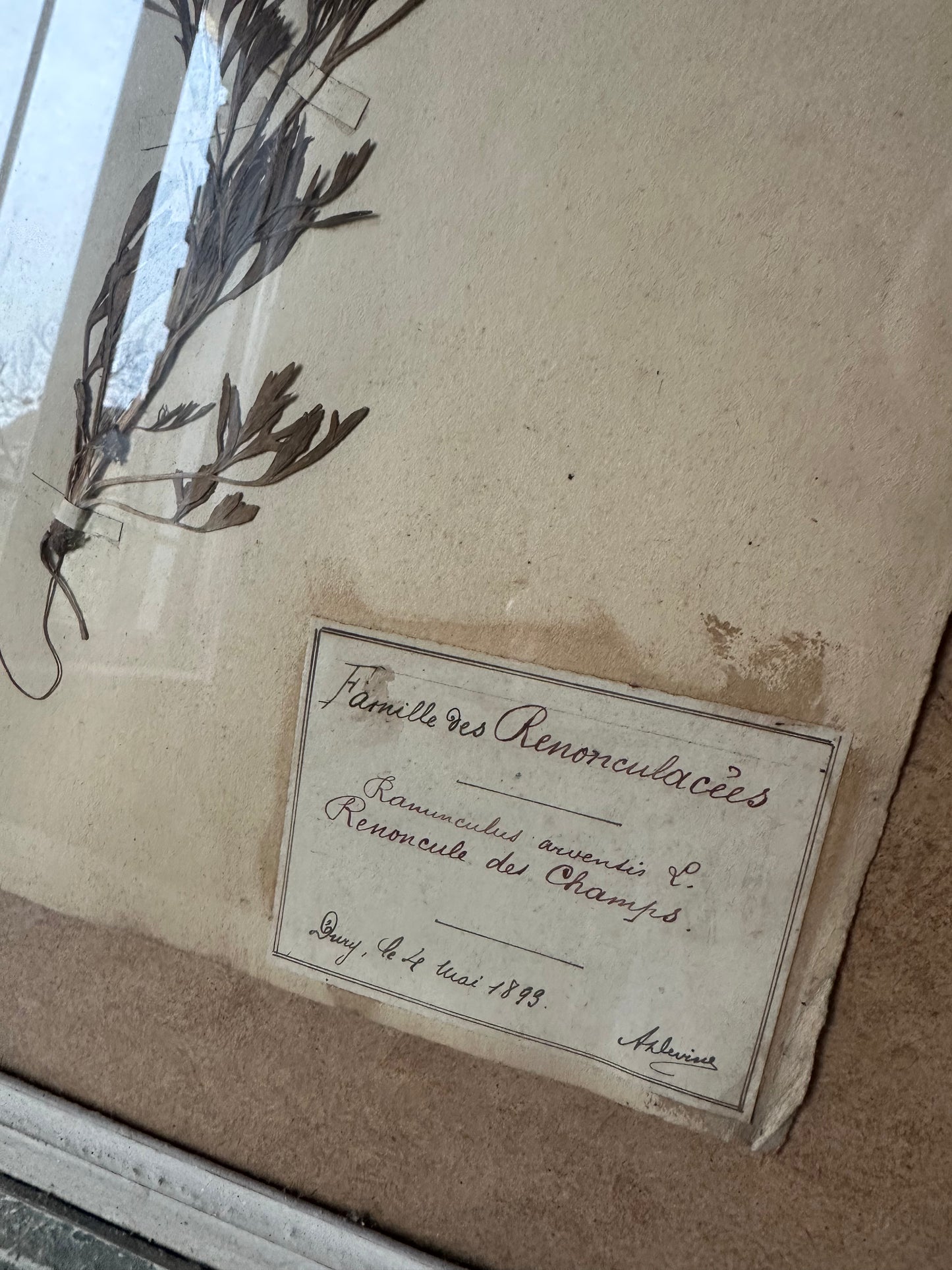 Herbier encadré