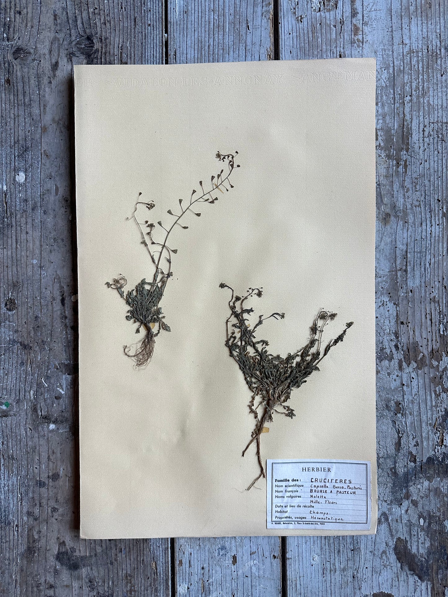 Mille fleurs