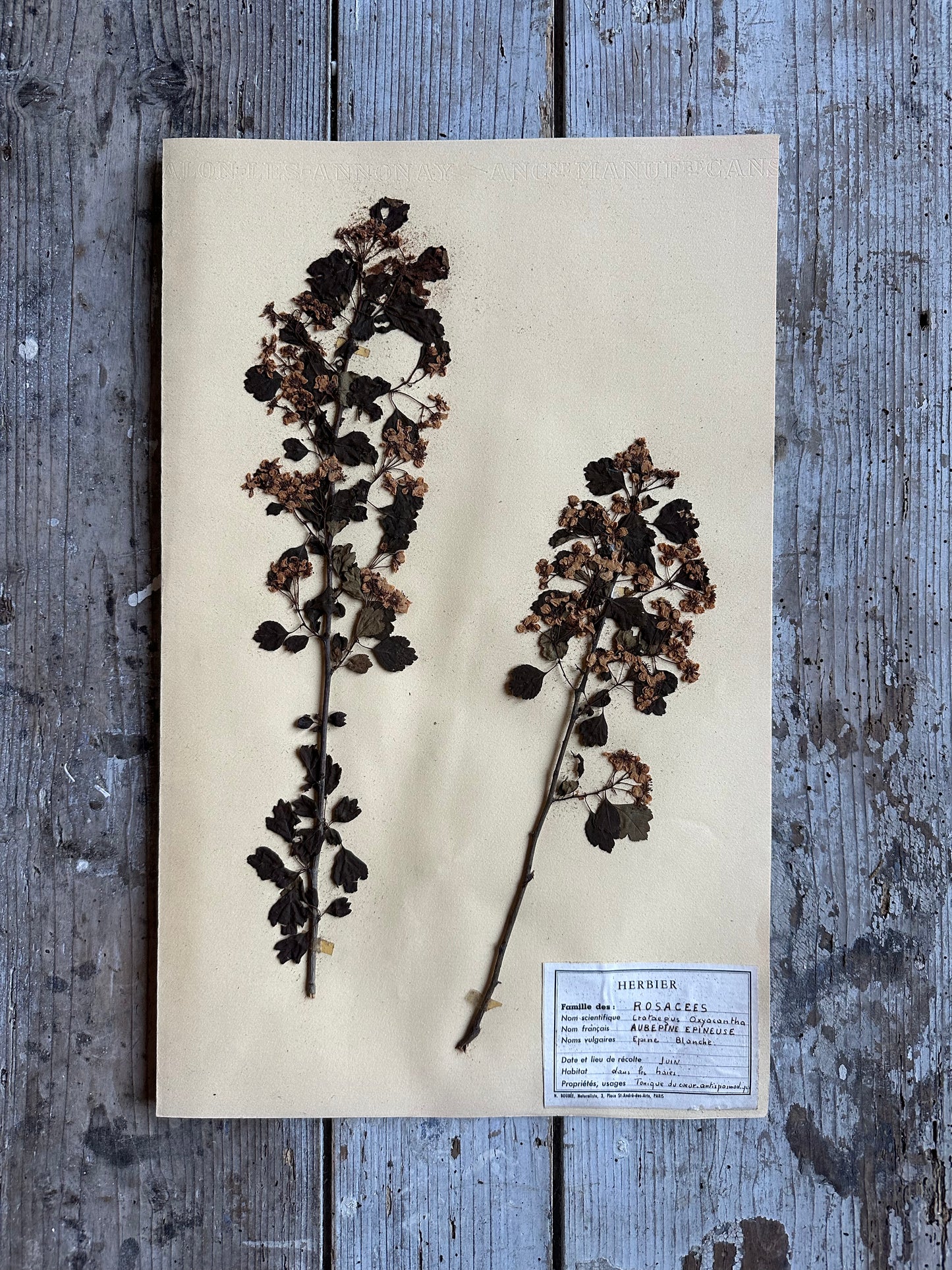 Aubépine épineuse