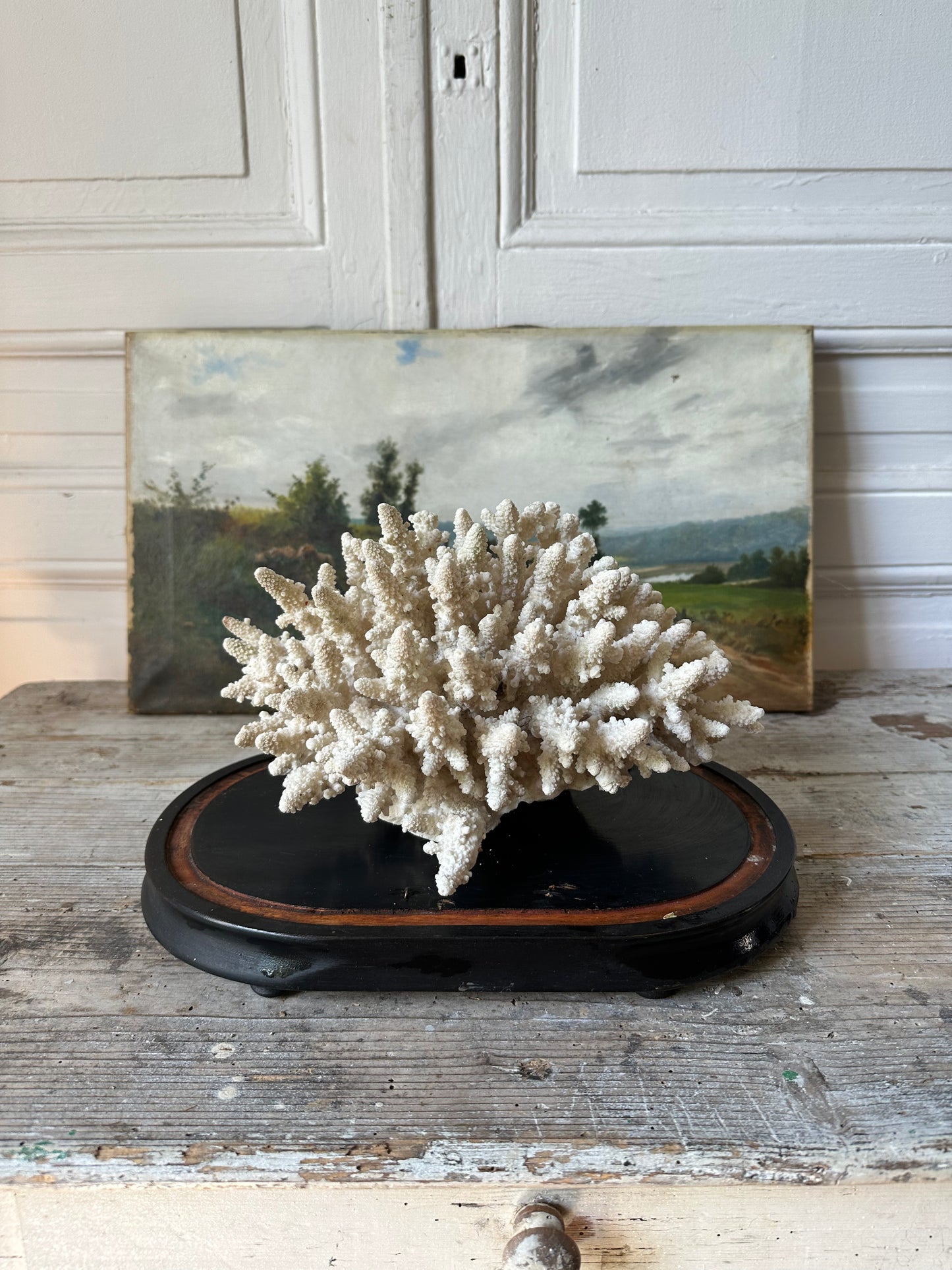 Corail blanc