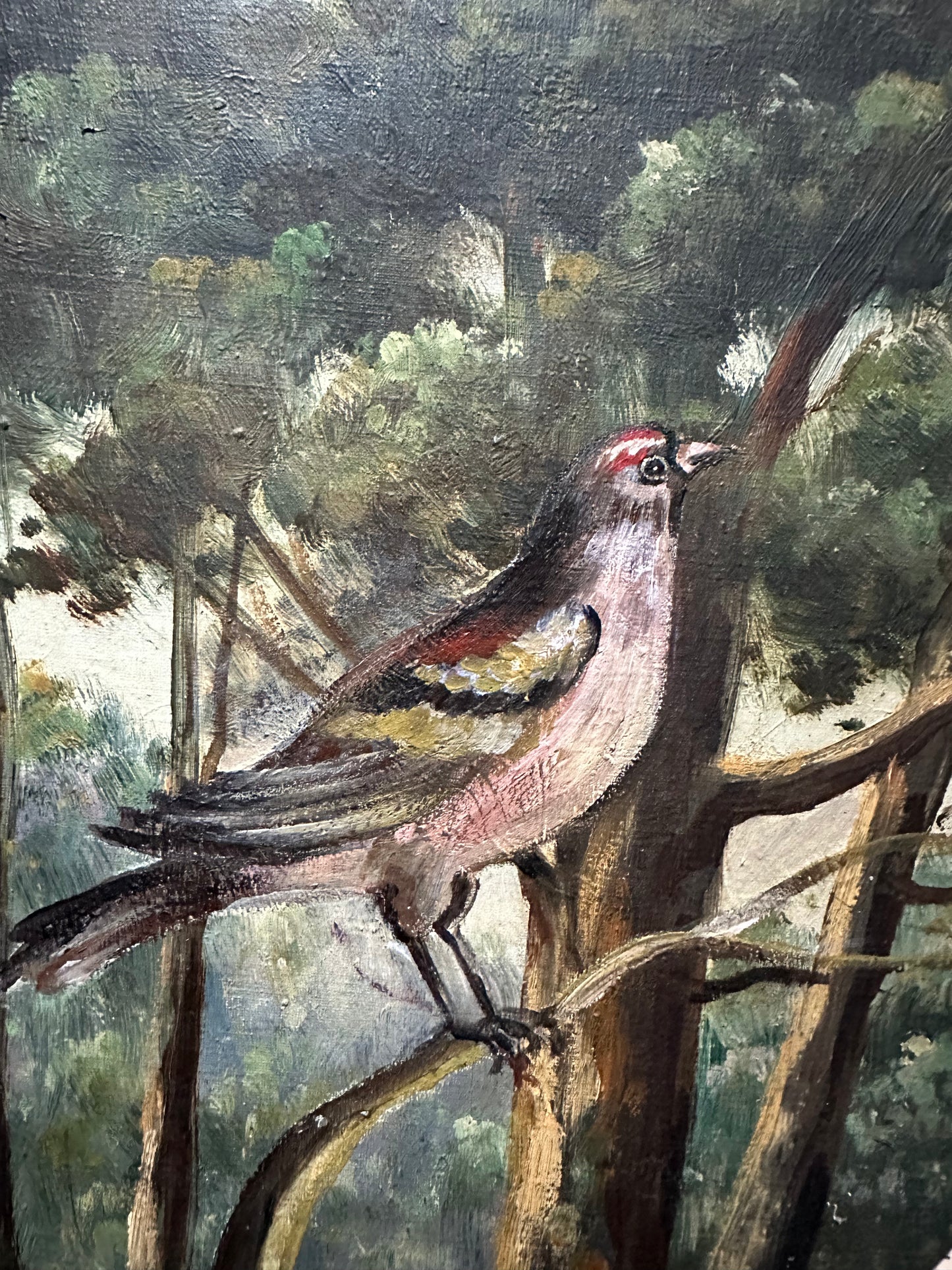 Pinson des arbres