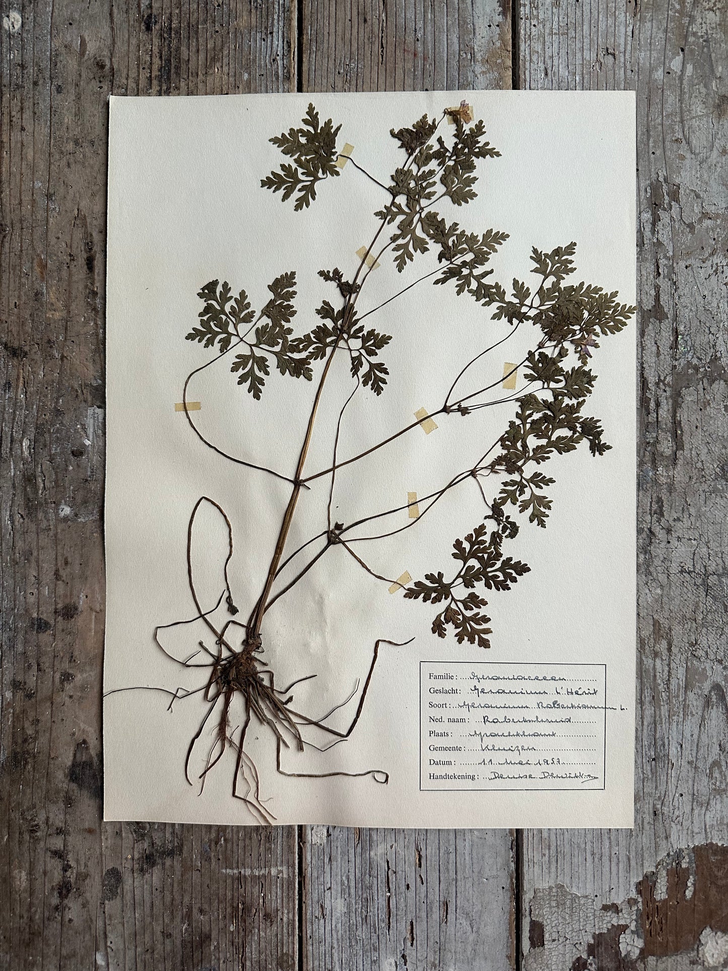 Herbier