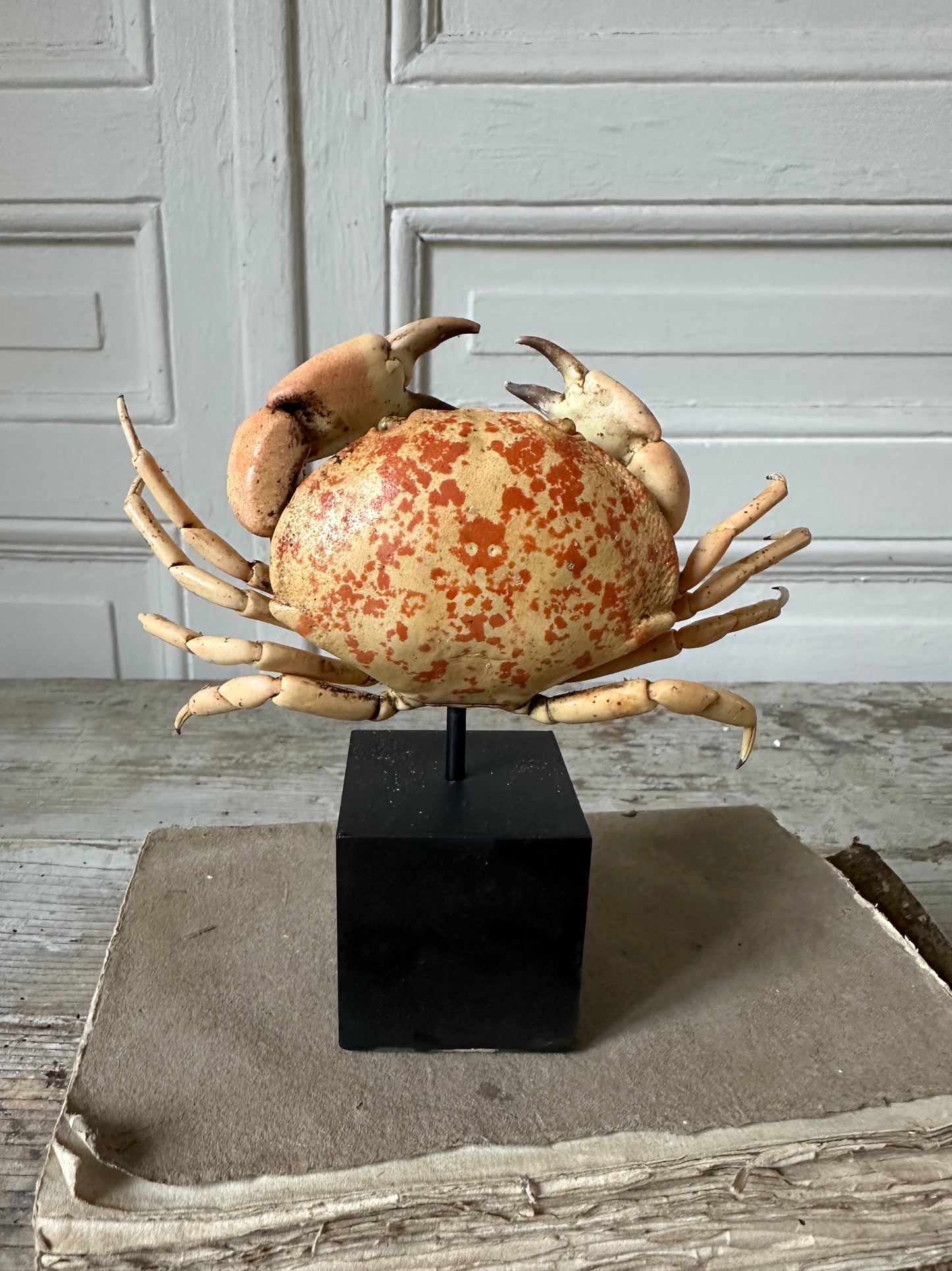 Crabe naturalisé