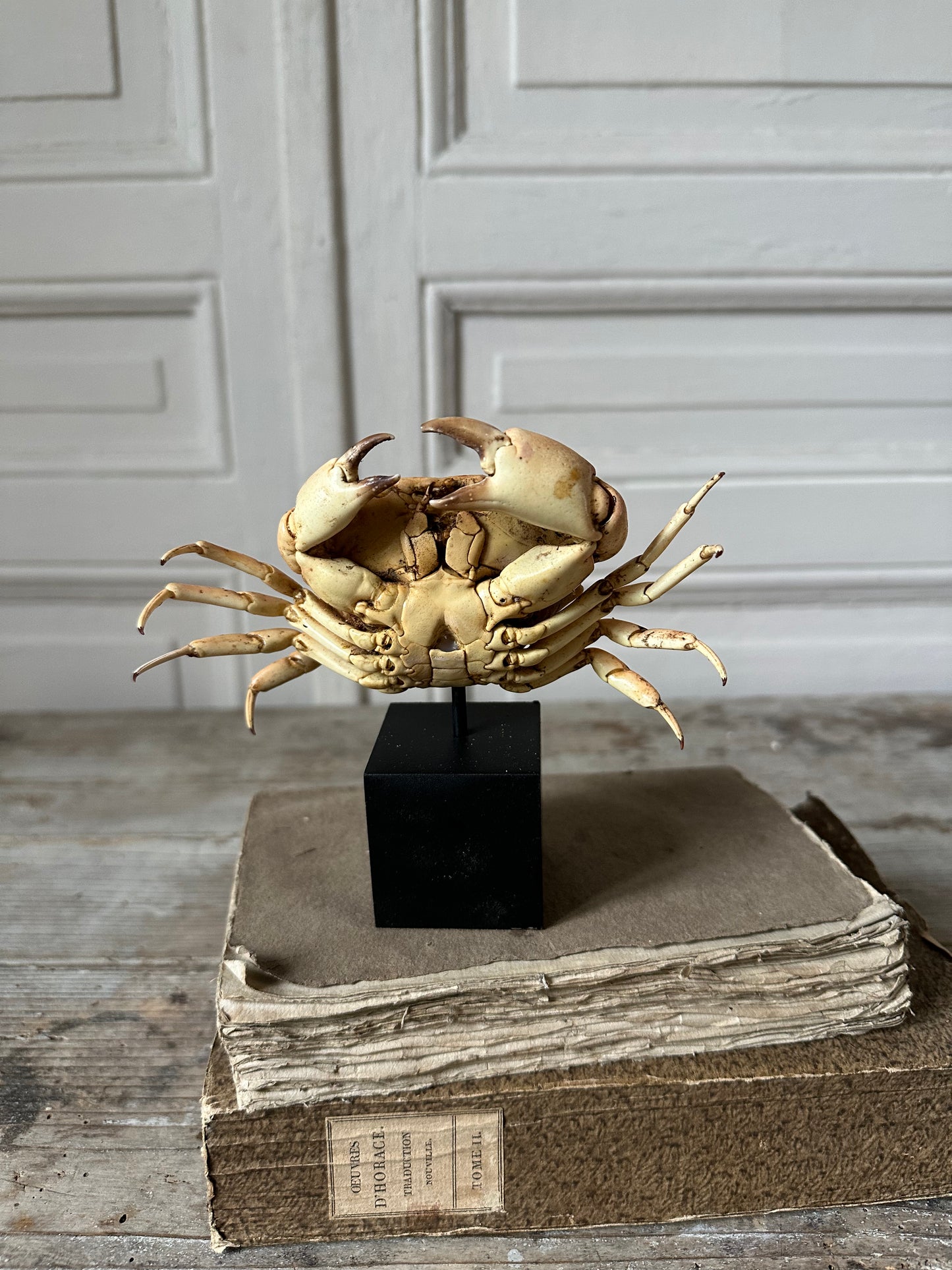Crabe naturalisé