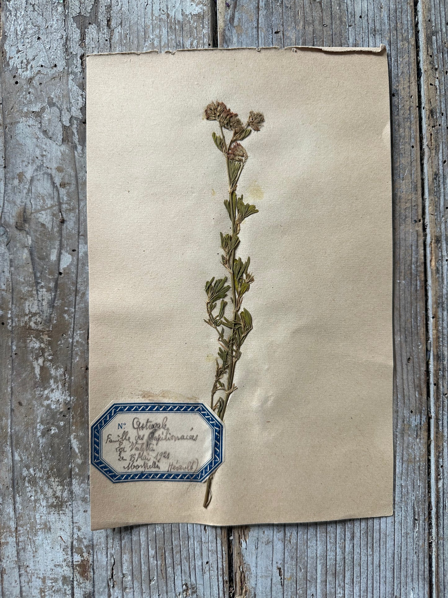 Herbier 2