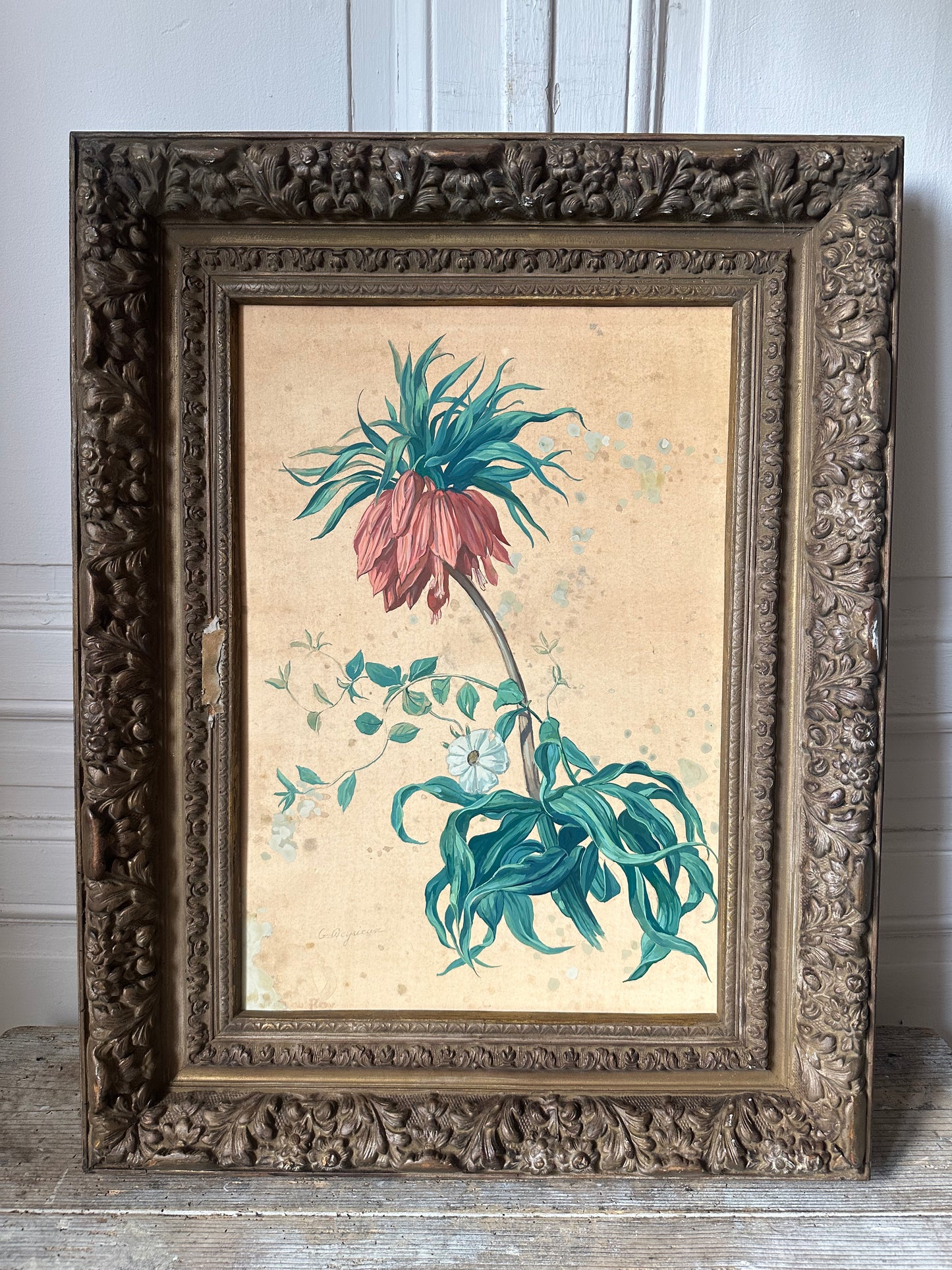 Fritillaire impériale
