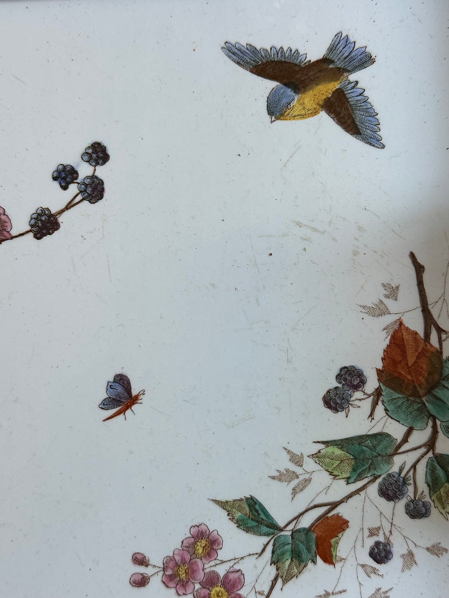 Plateau aux oiseaux