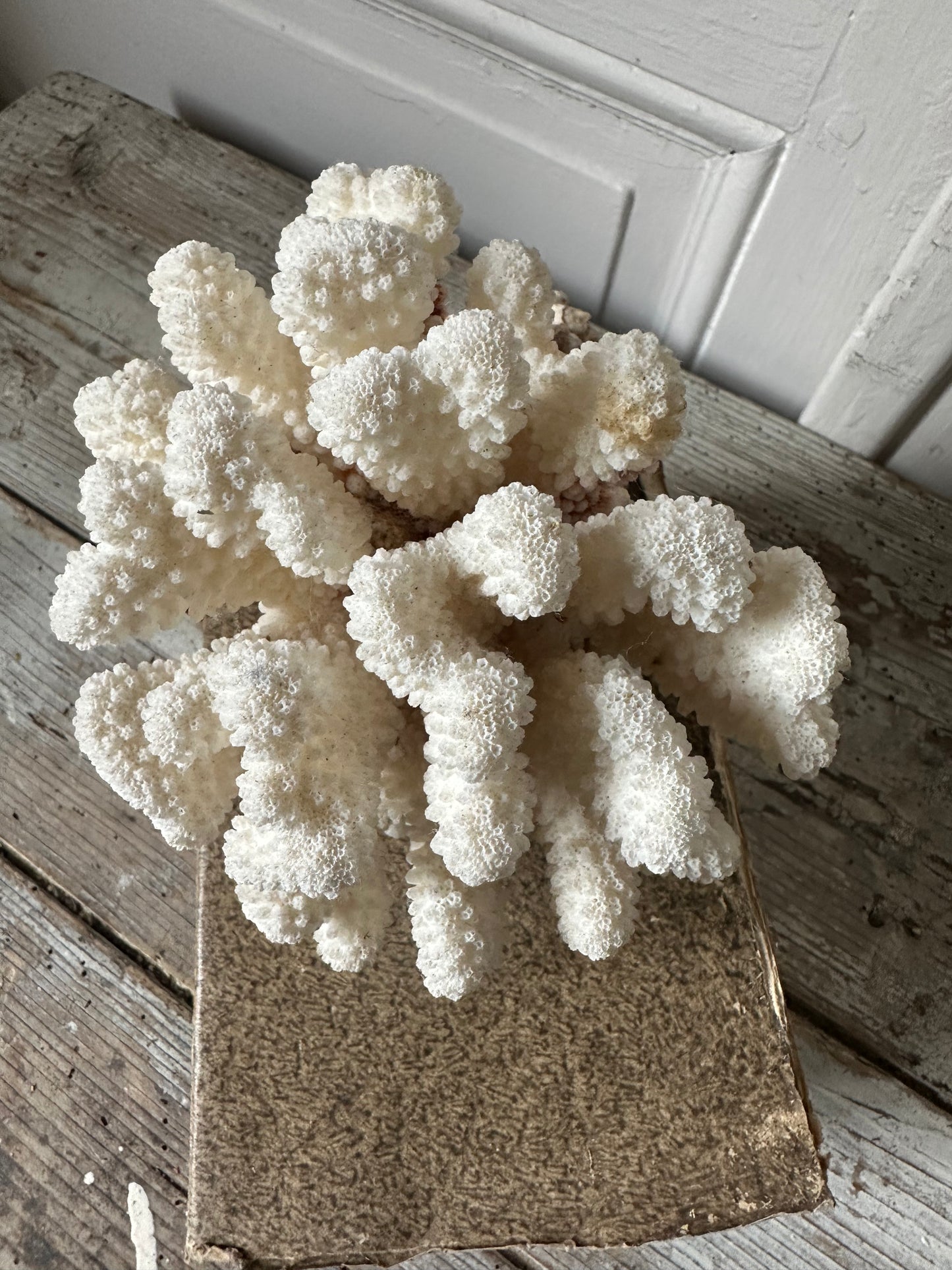Corail