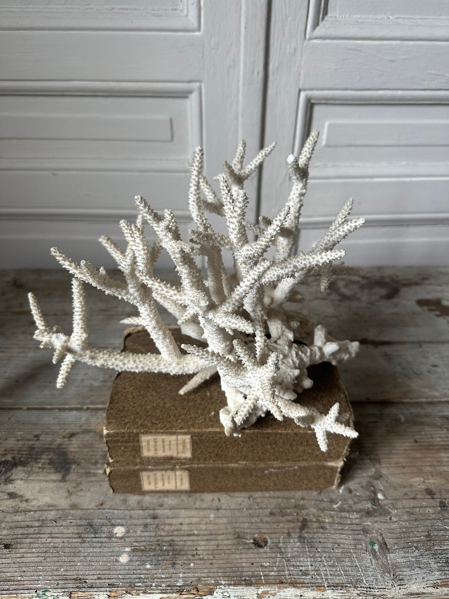 Corail branche