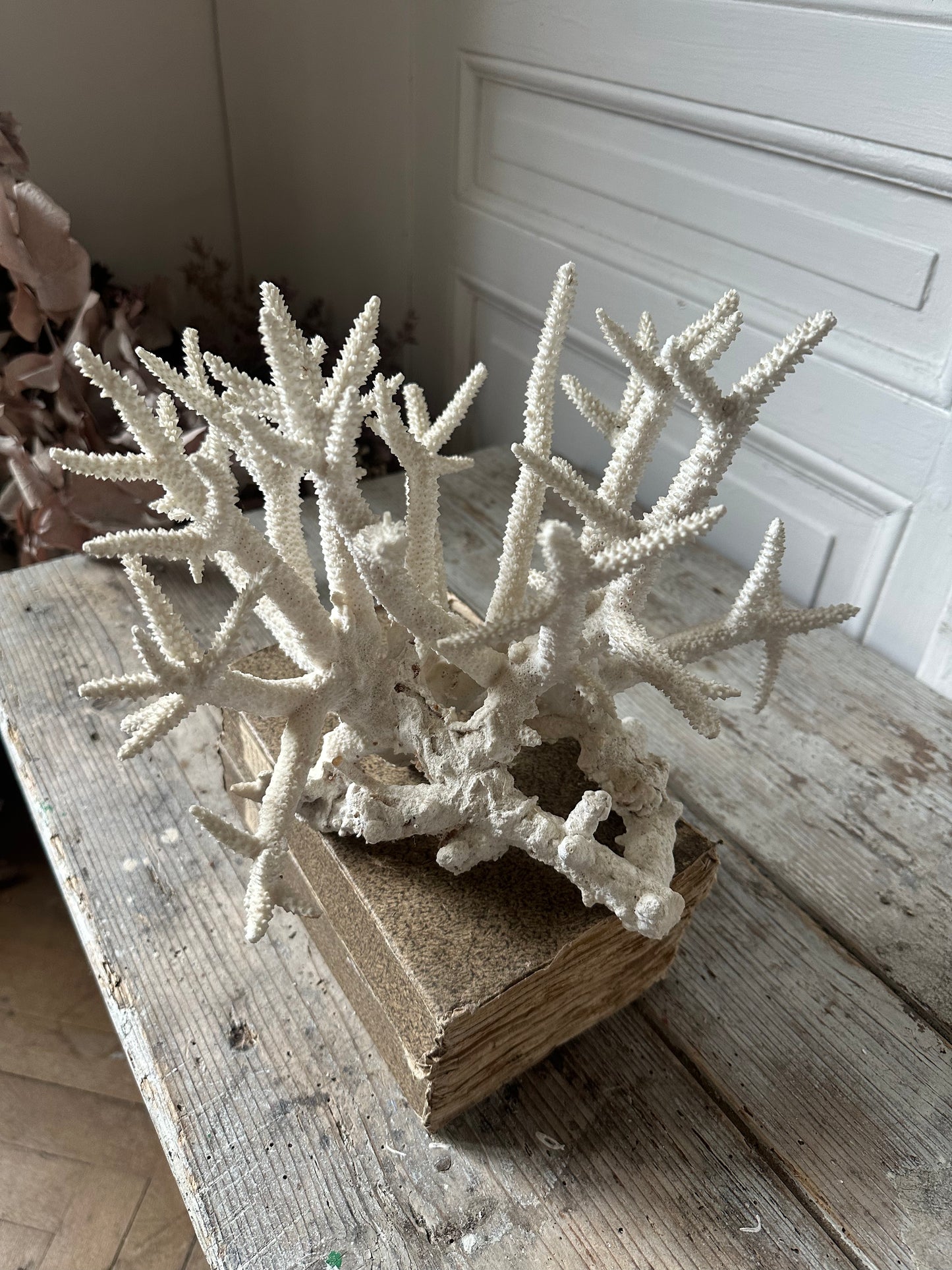 Corail branche