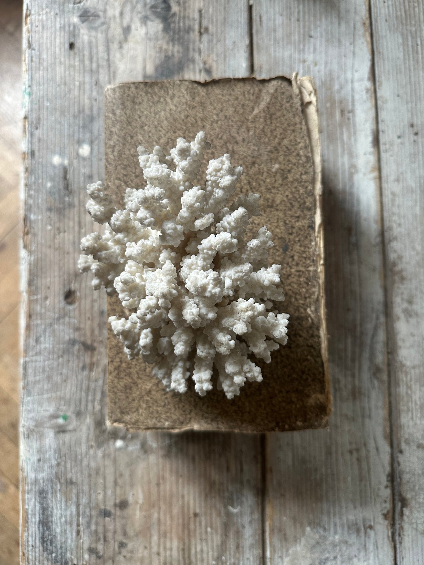 Corail blanc