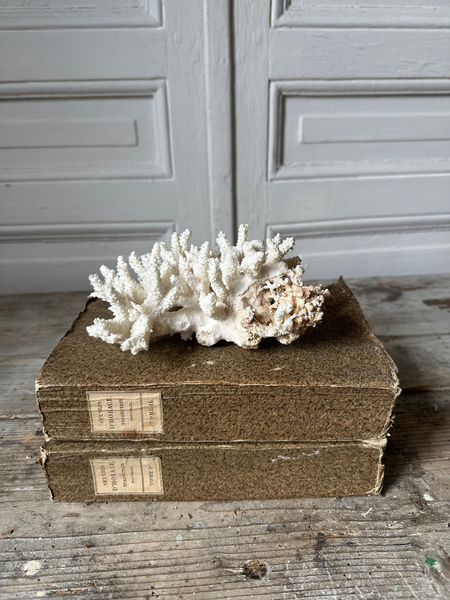 Corail blanc