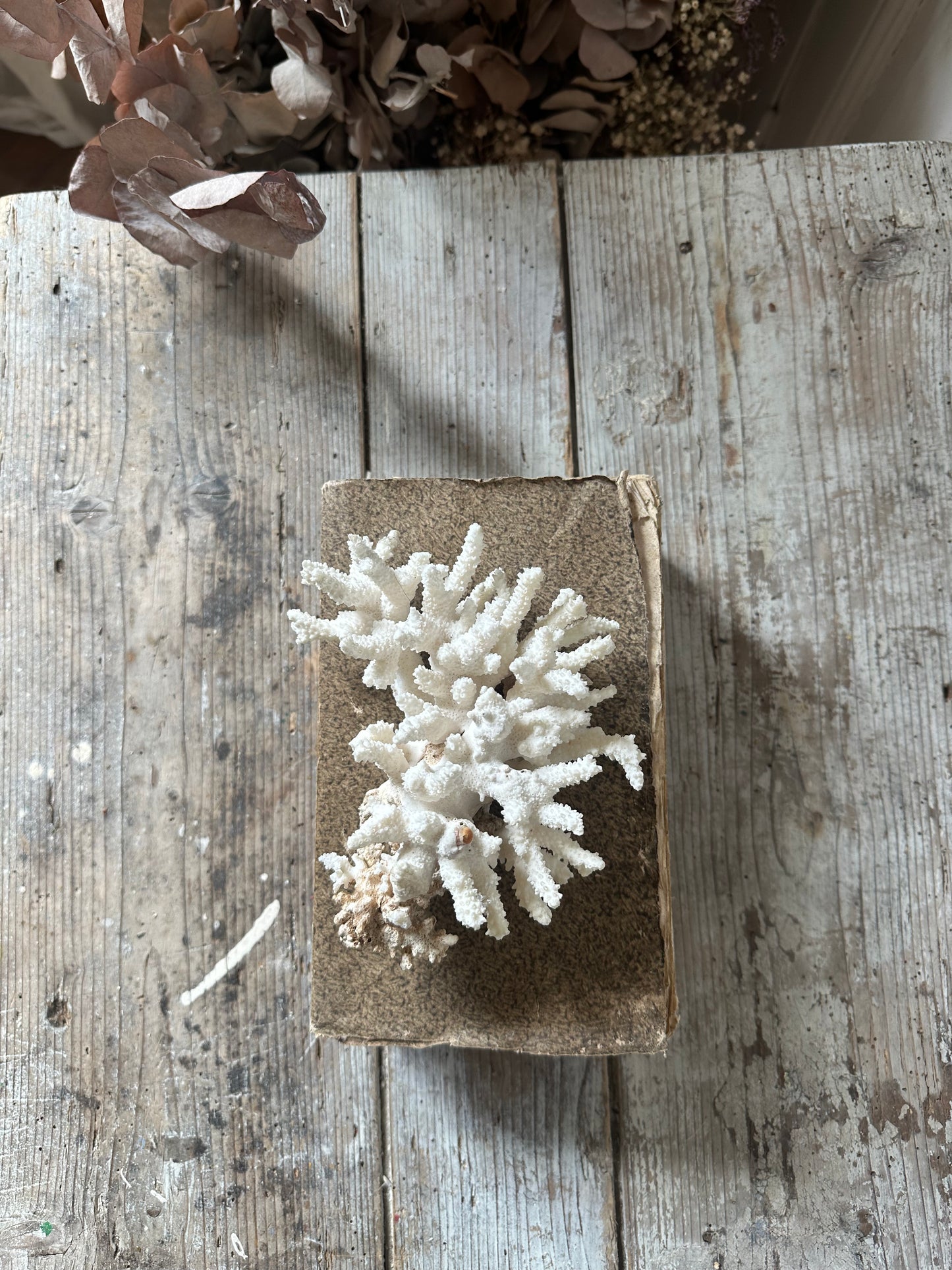Corail blanc