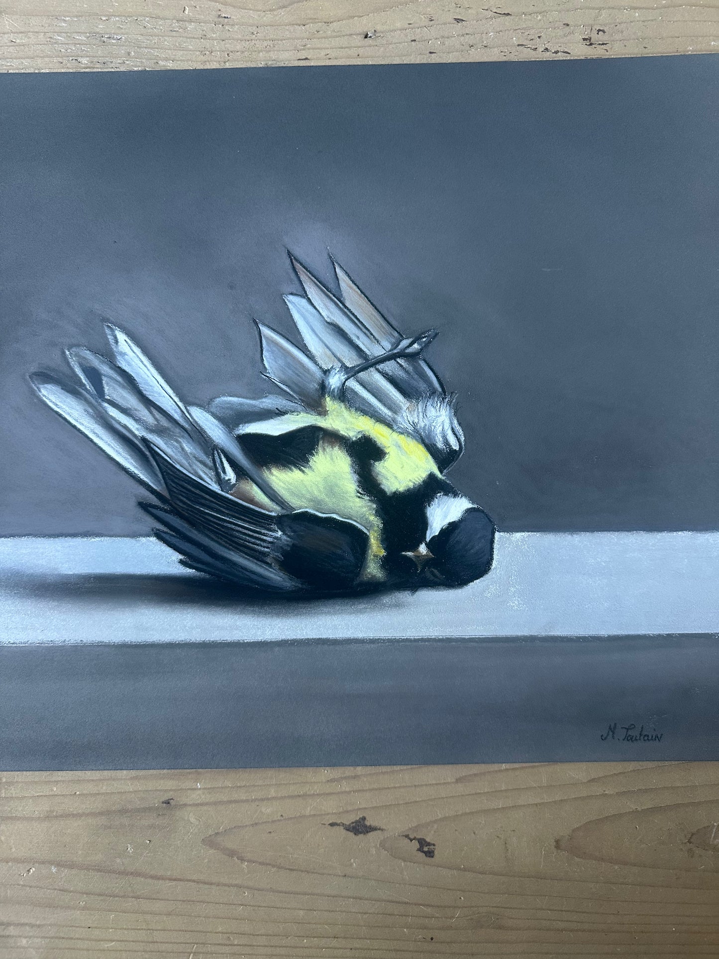 Mésange charbonnière
