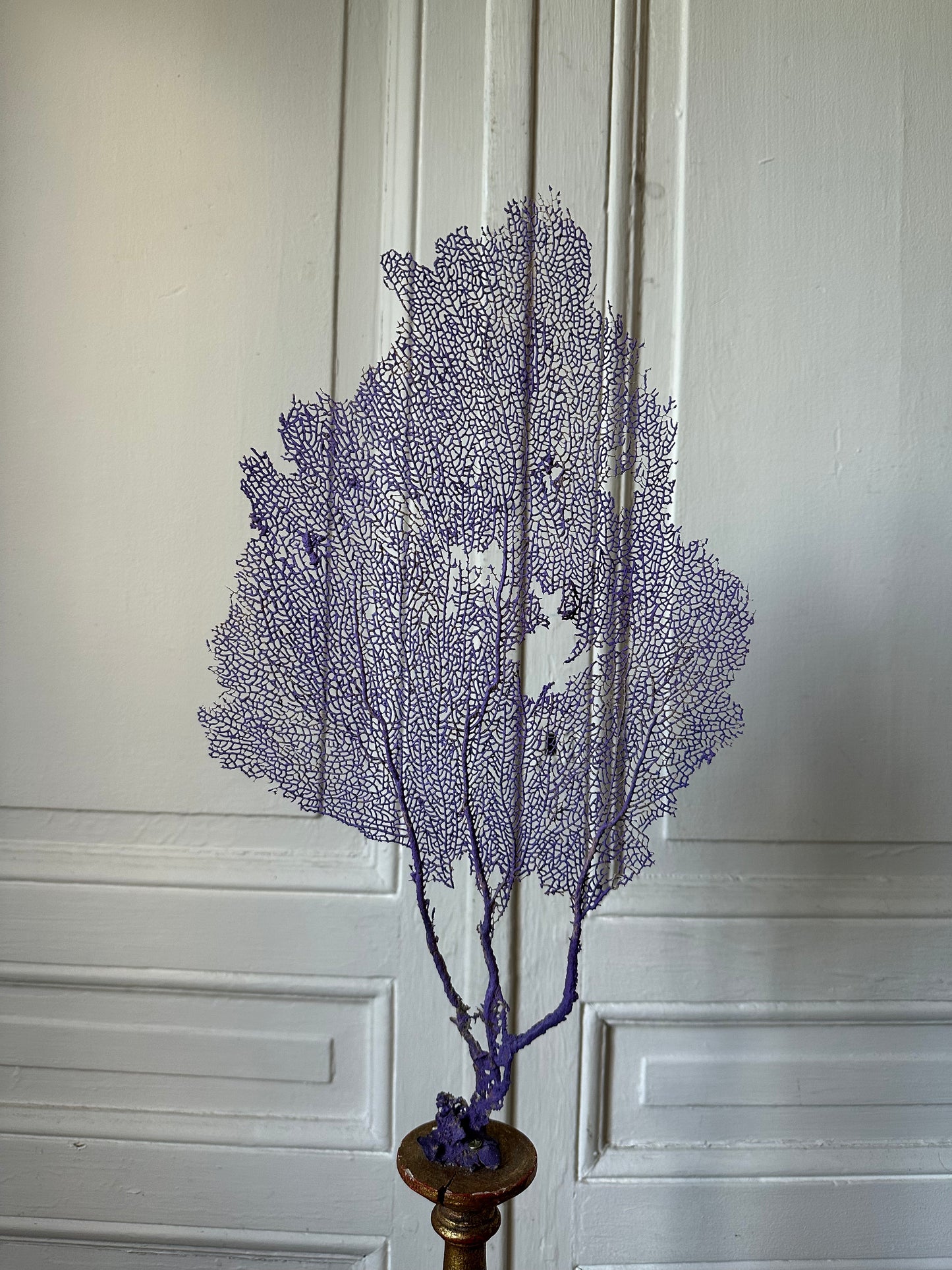Gorgone violette