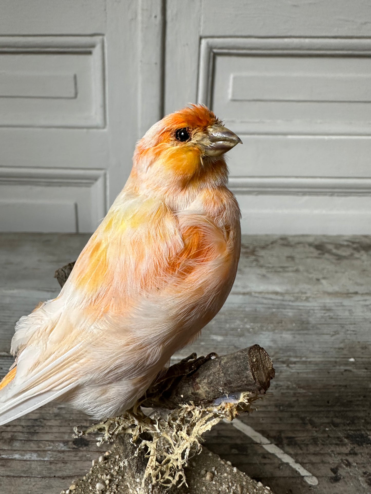 Canari