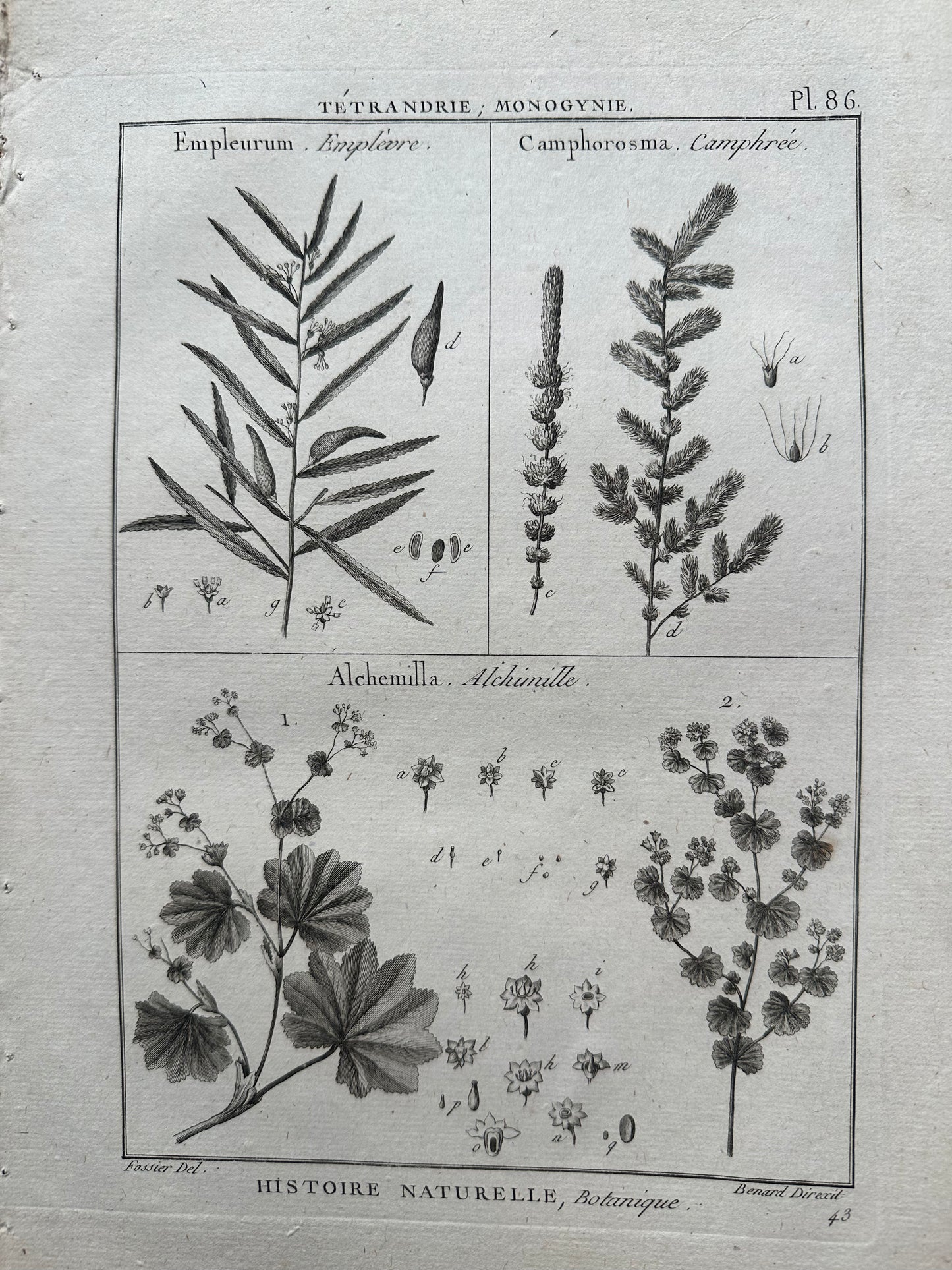 Planche botanique