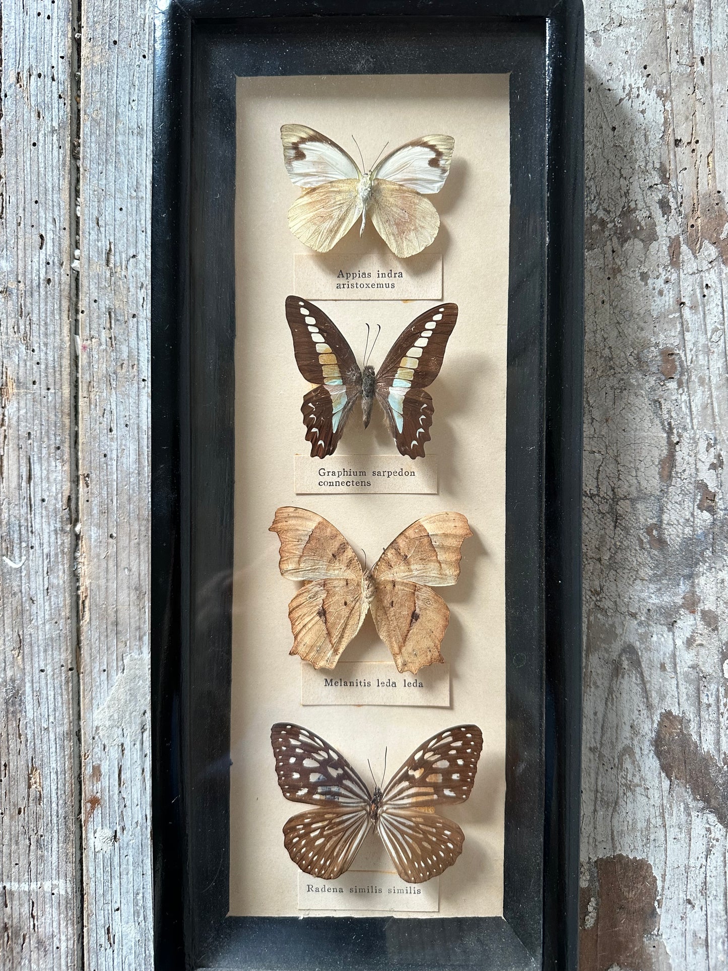 Papillons