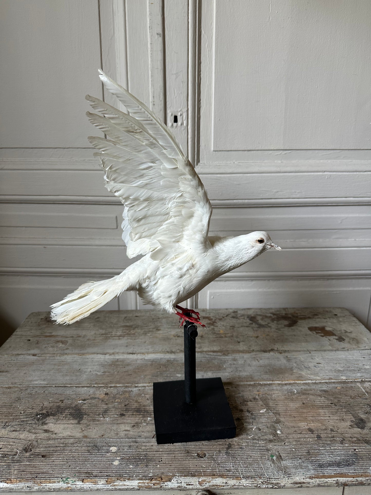 Pigeon blanc