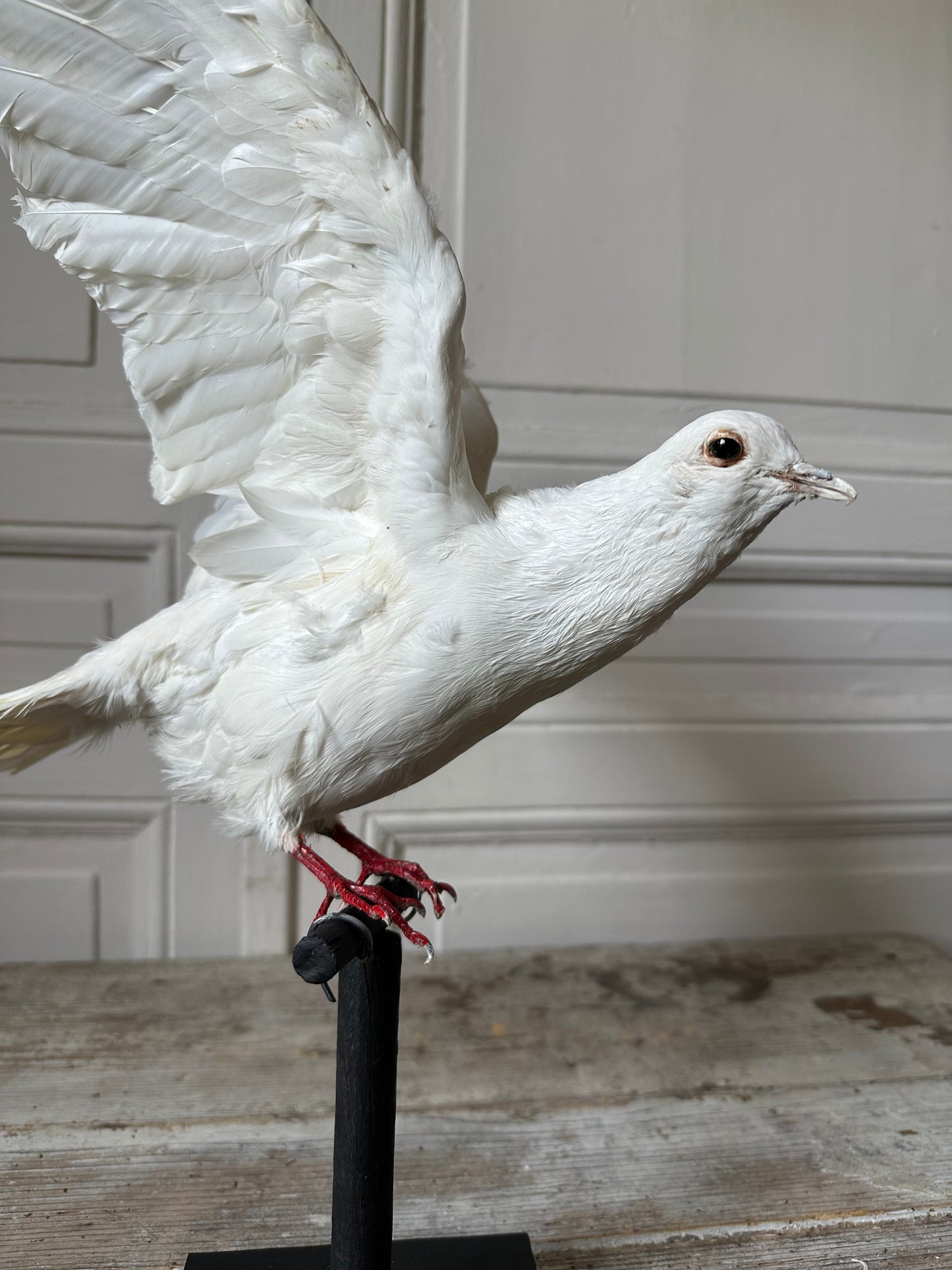 Pigeon blanc