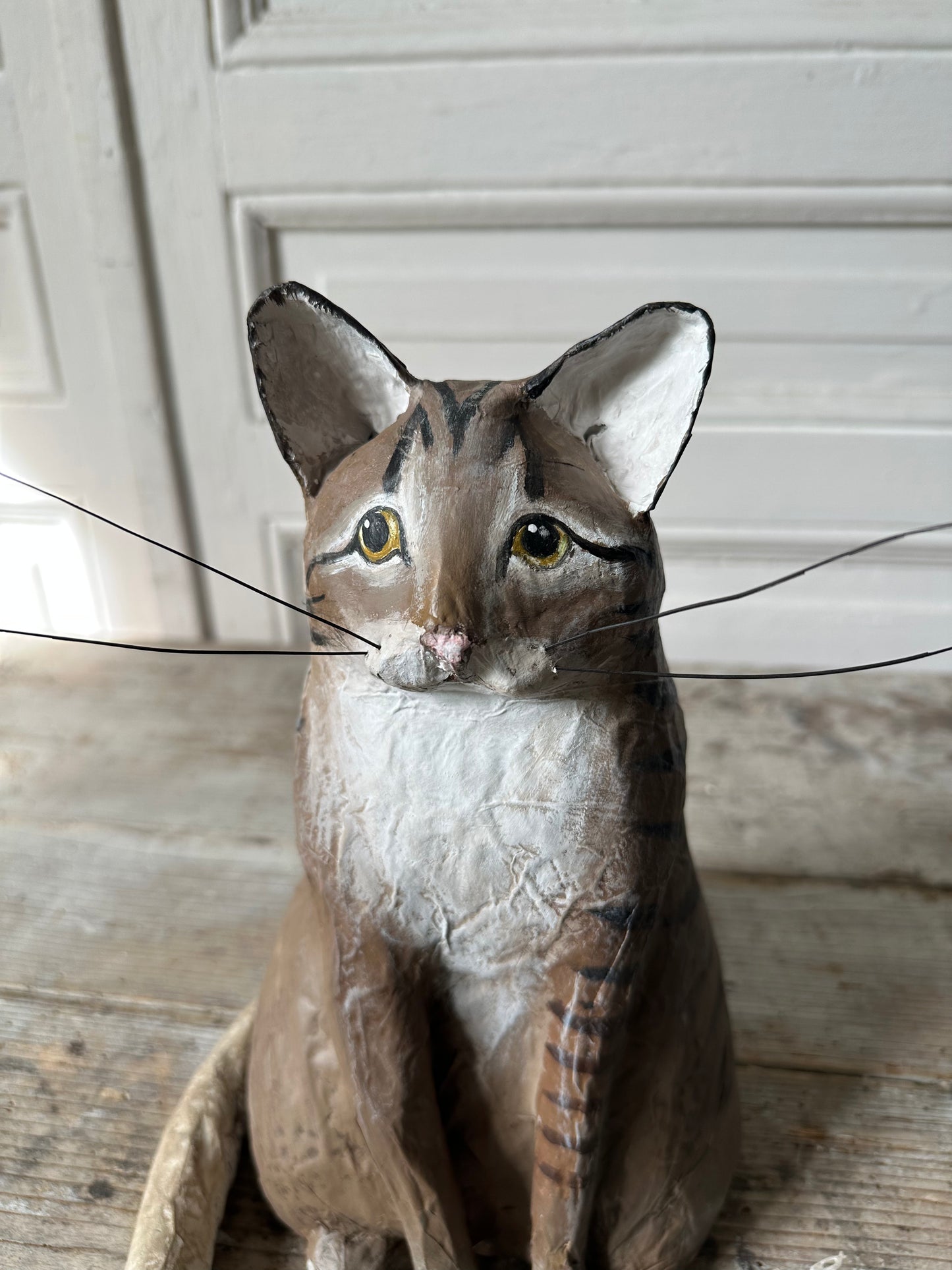 Chat tigre