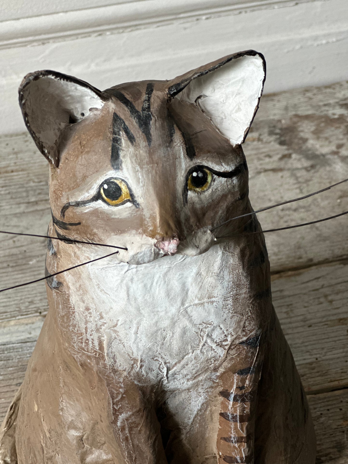 Chat tigre