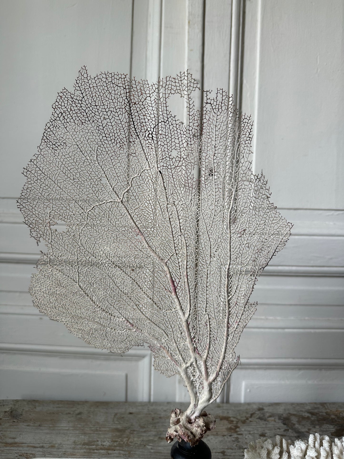 Gorgone blanche