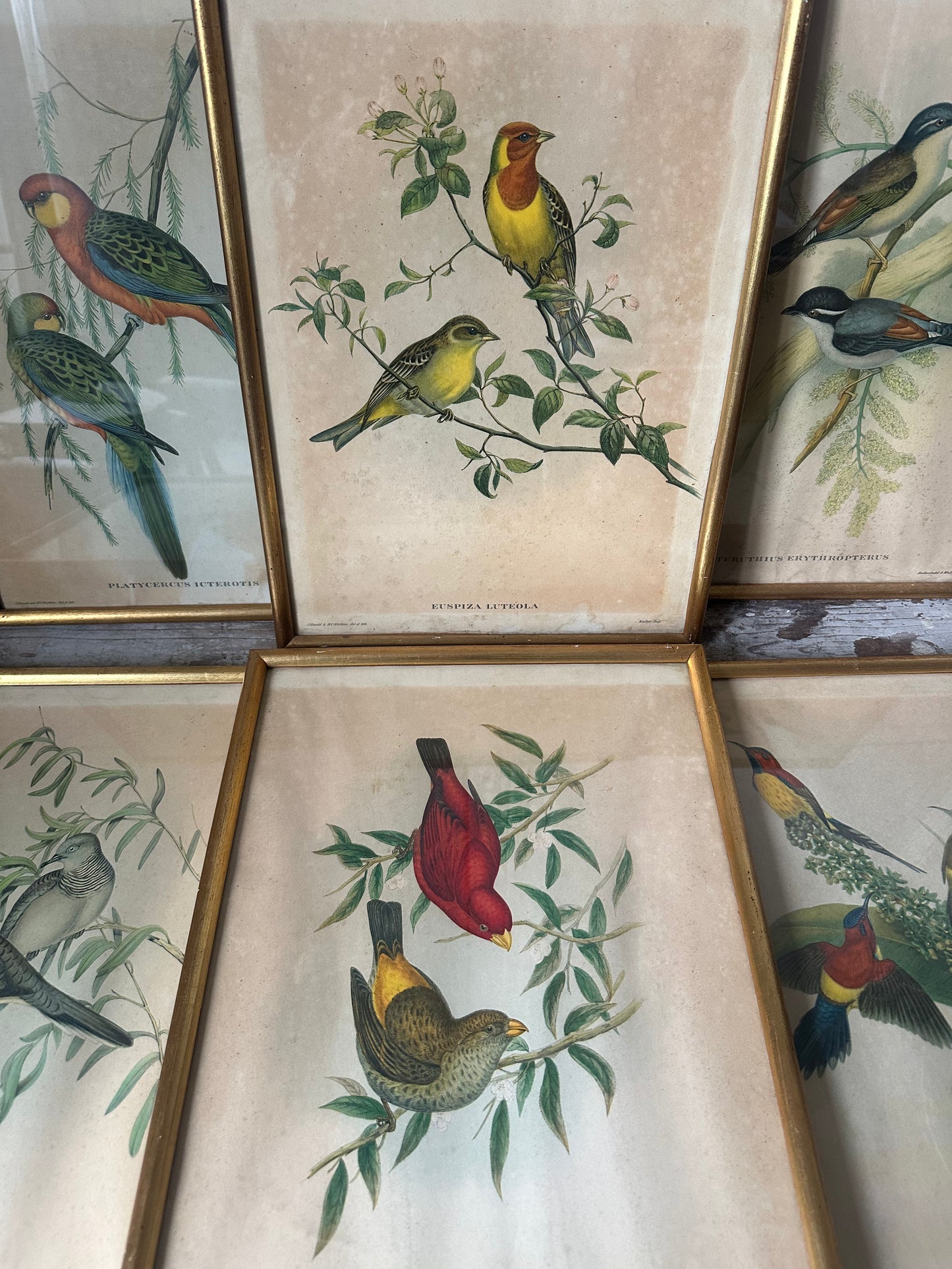 Gravures aux oiseaux