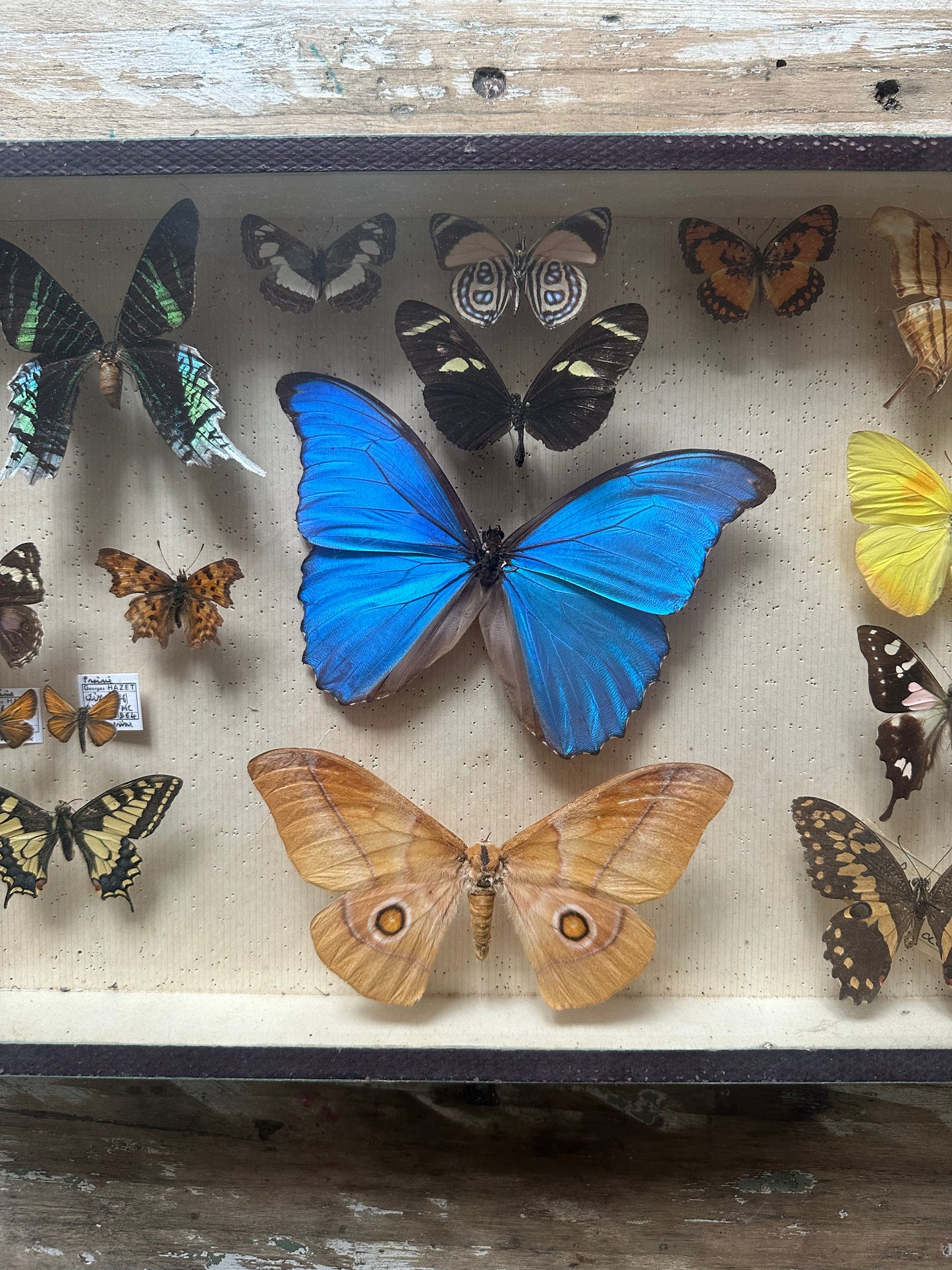 Boîte papillons