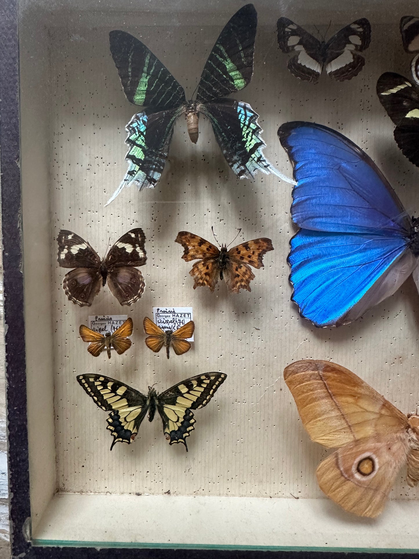Boîte papillons