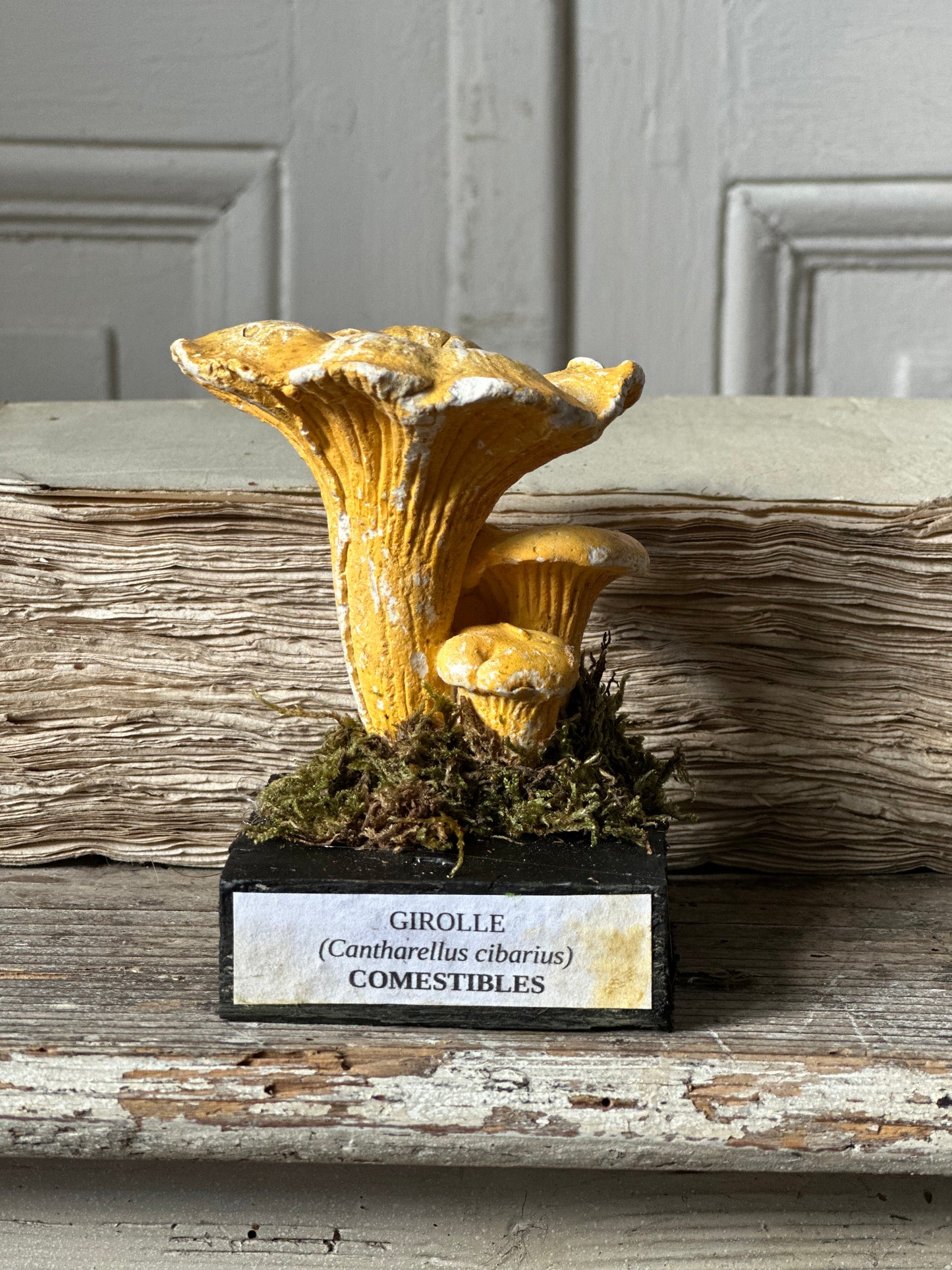 Girolles