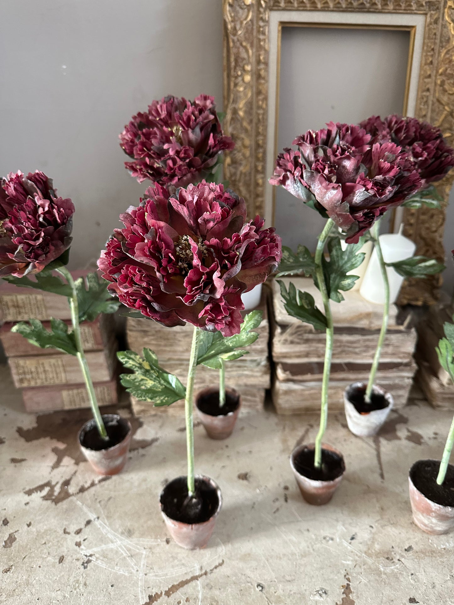 Pivoine