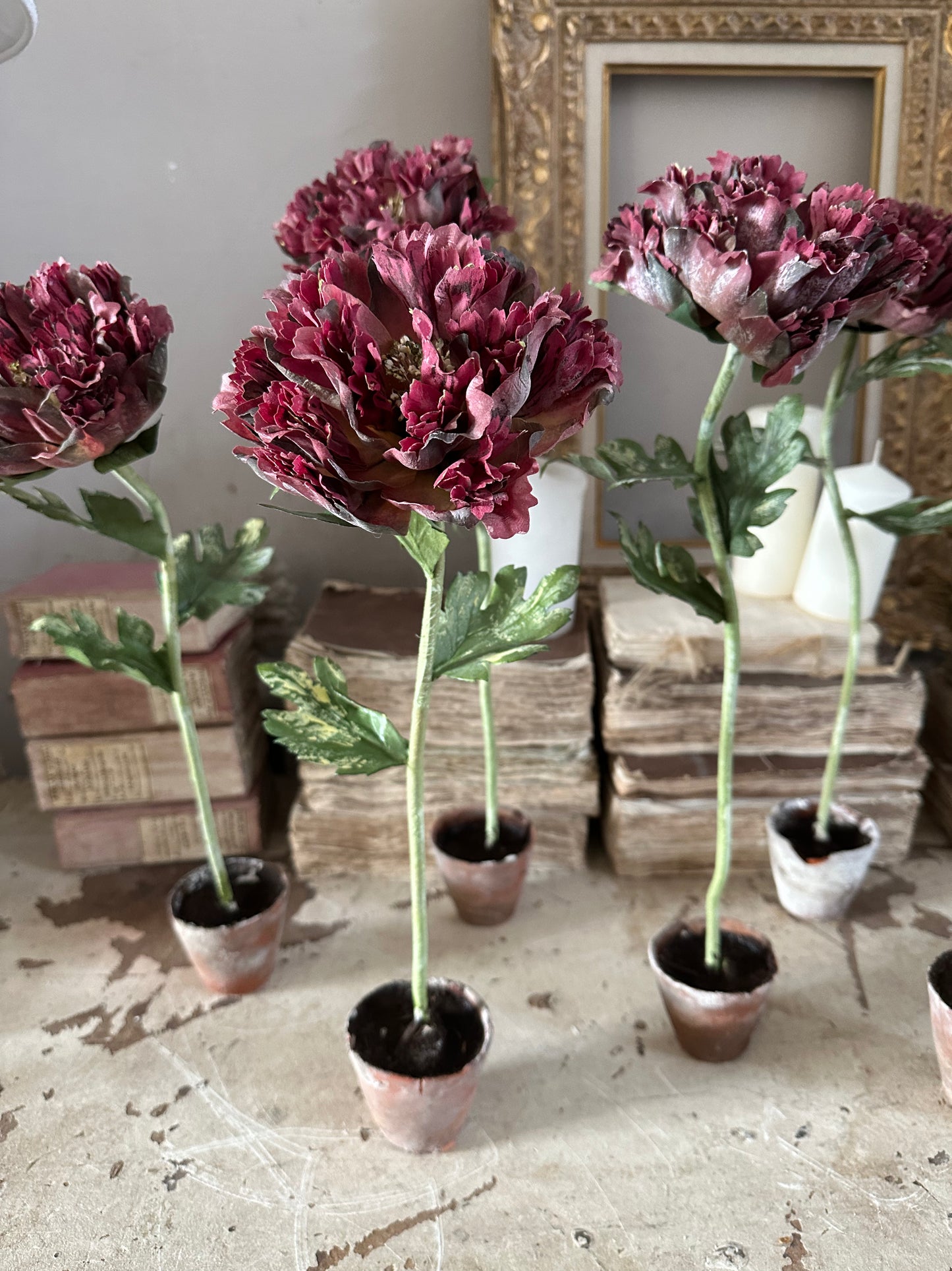 Pivoine