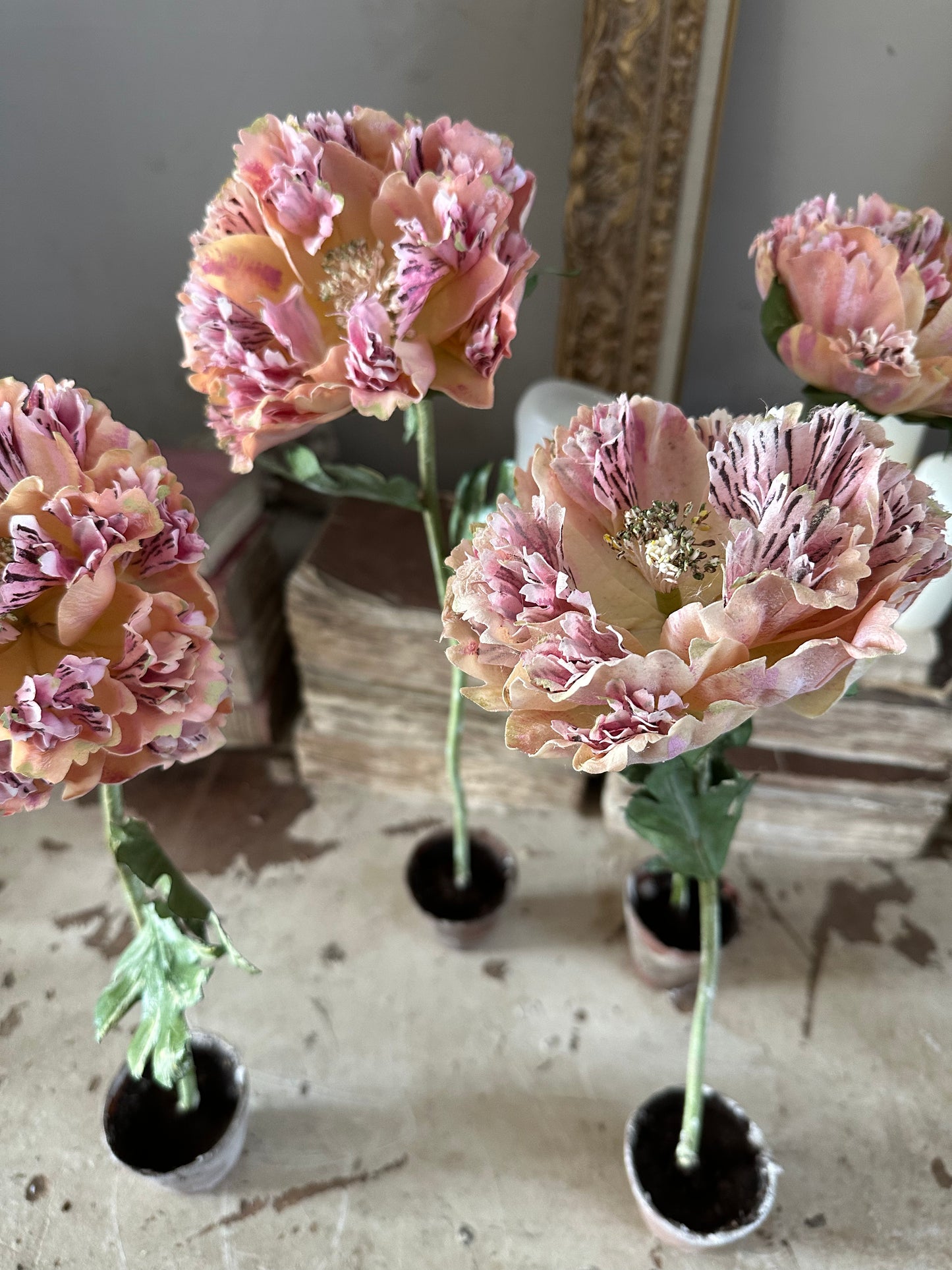 Pivoine