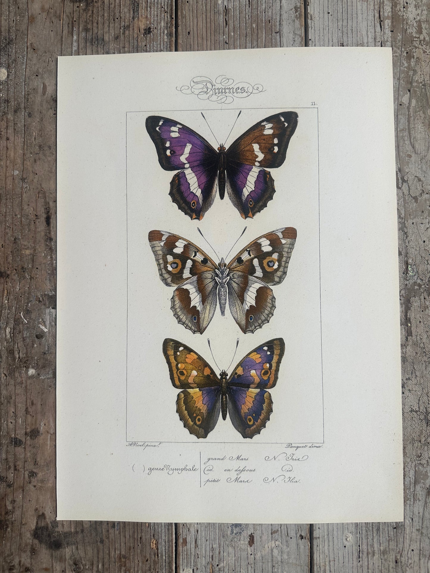 Papillons