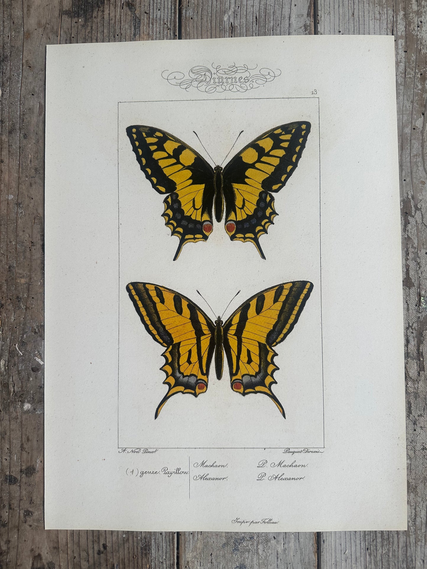 Papillons