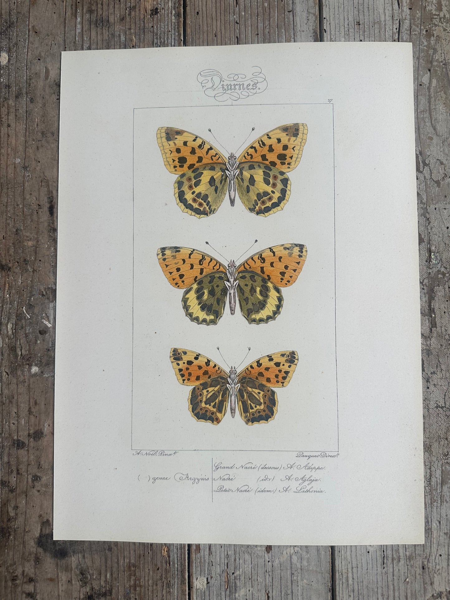 Papillons