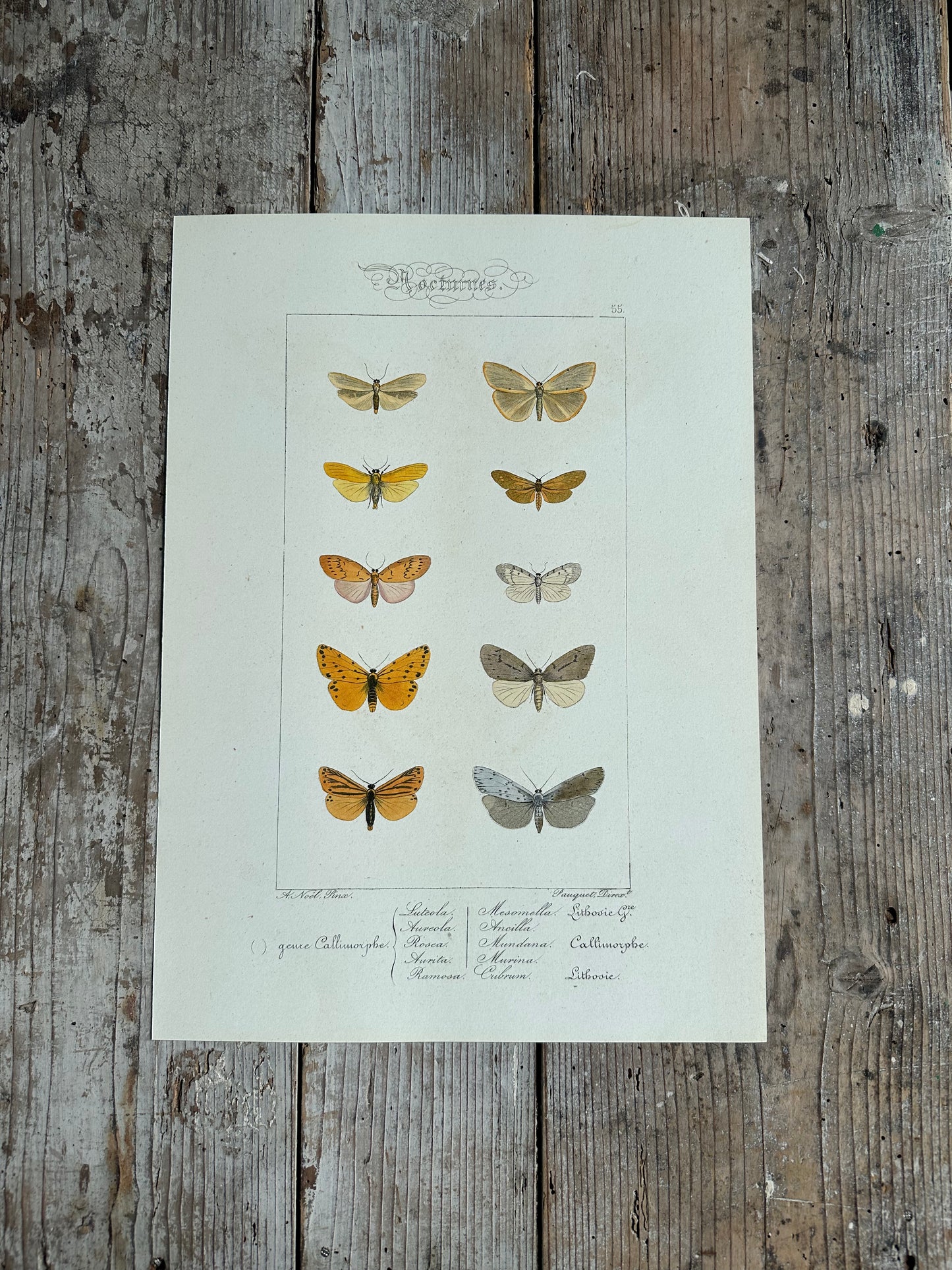 Papillons