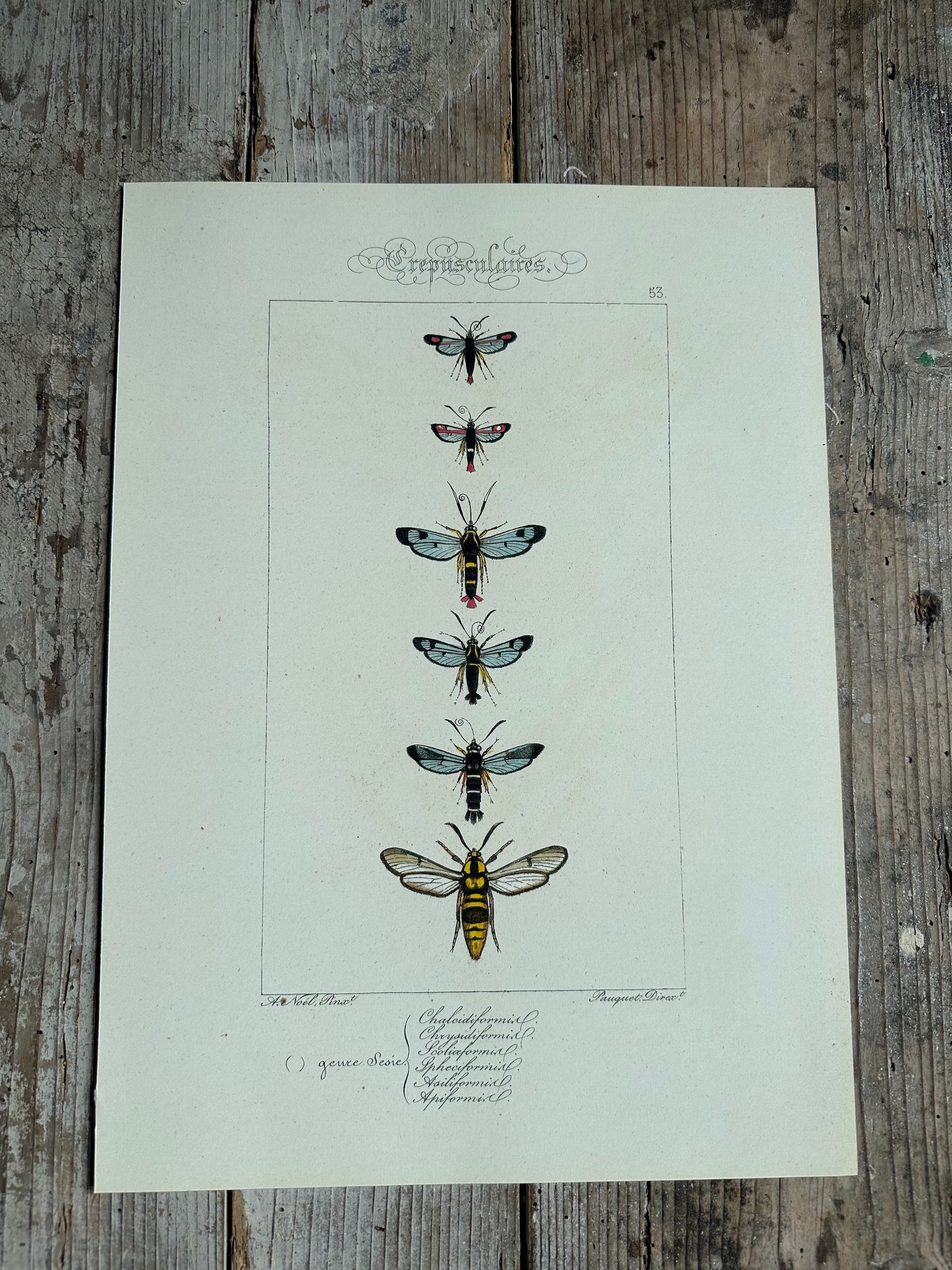 Papillons