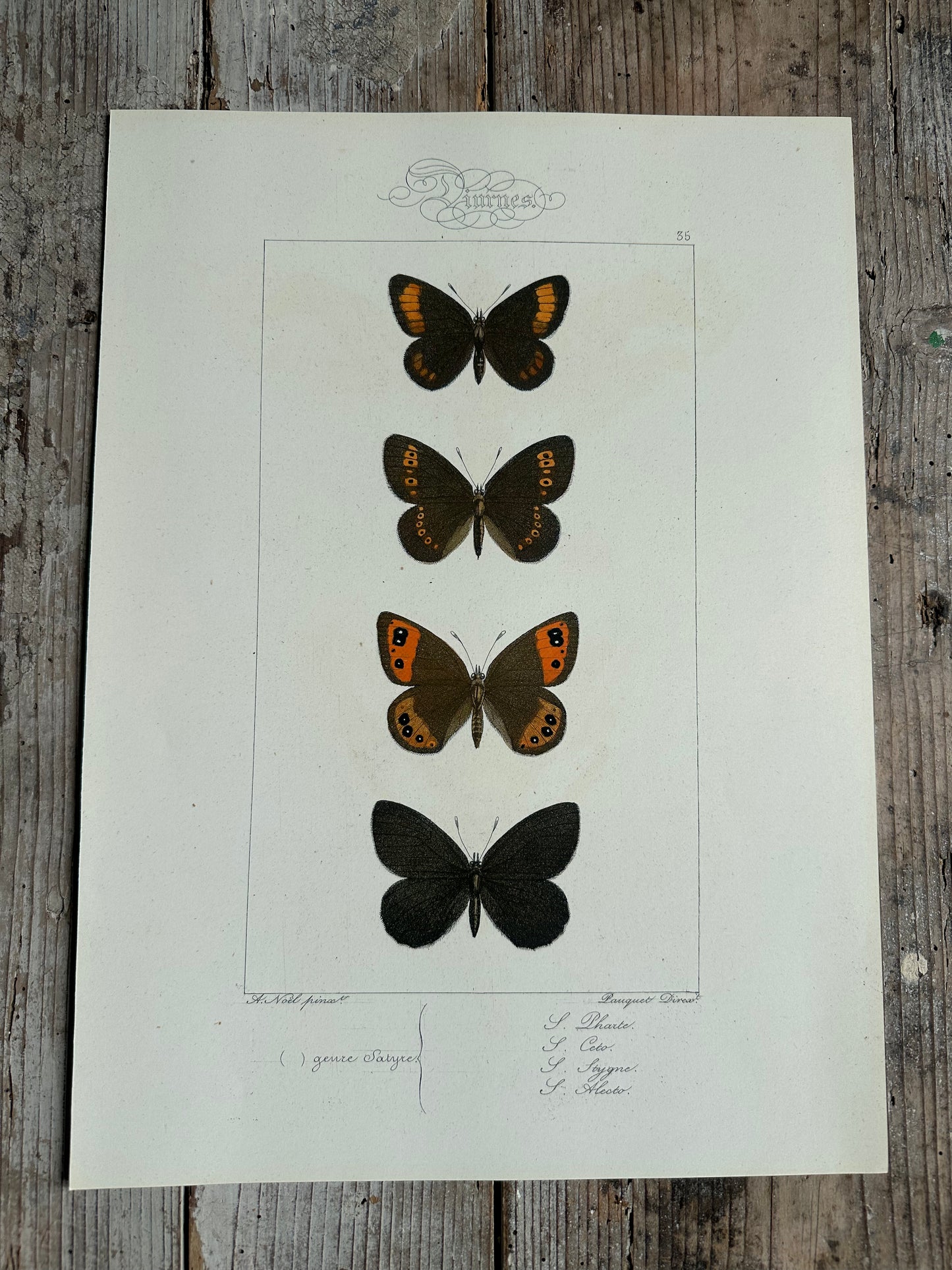 Papillons