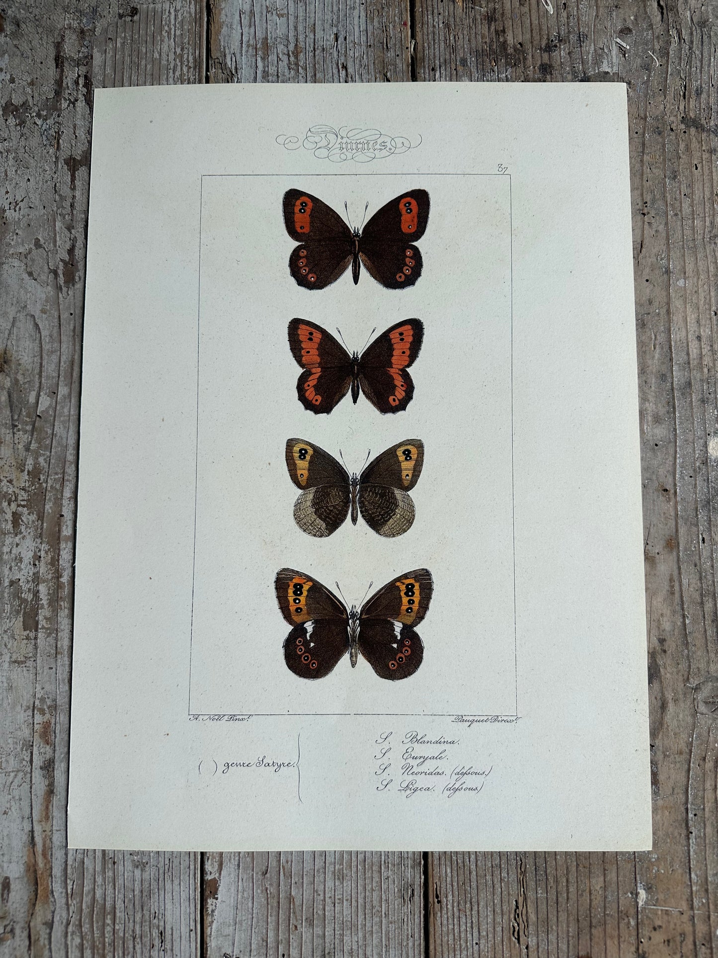 Papillons