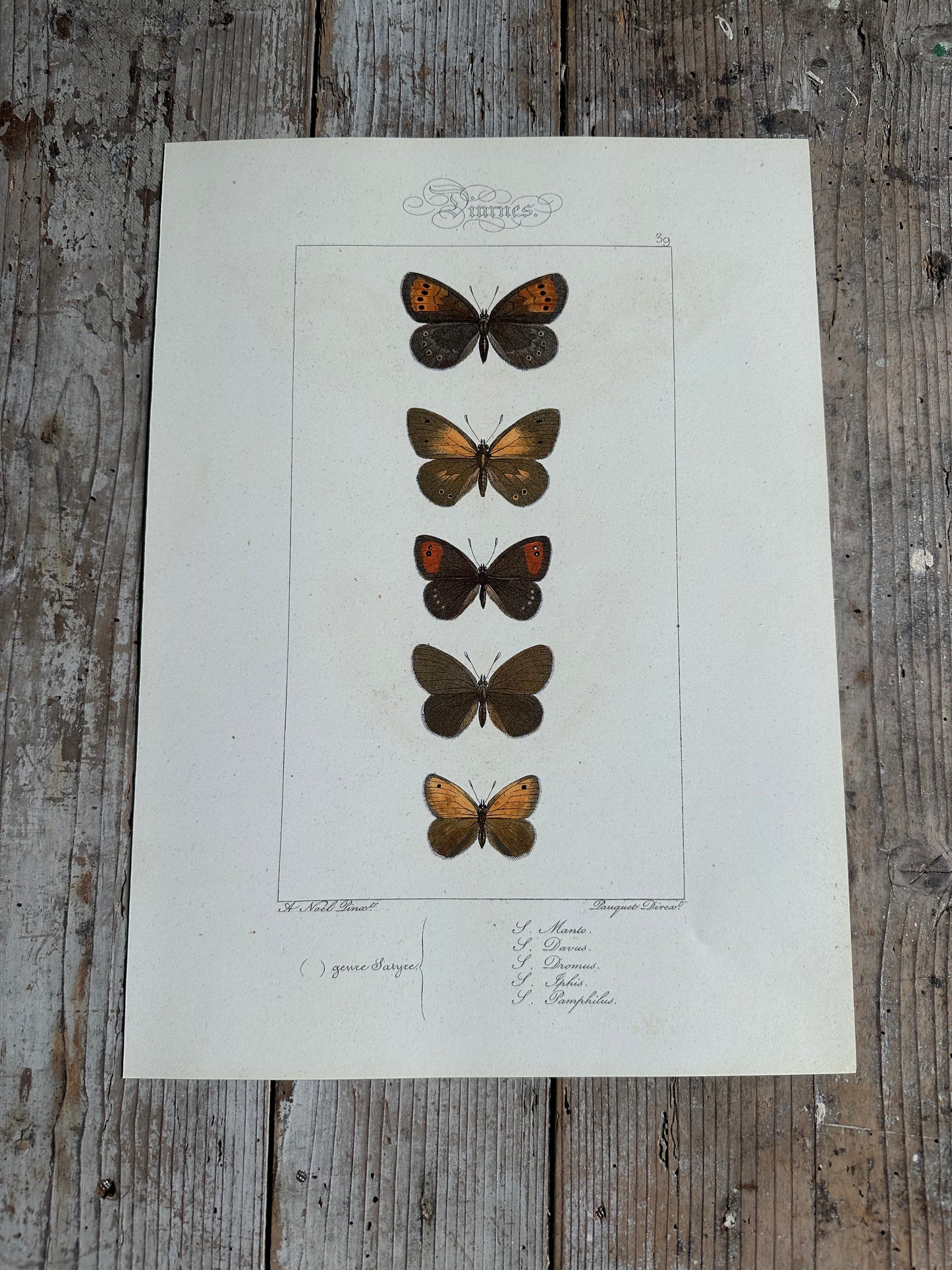 Papillons