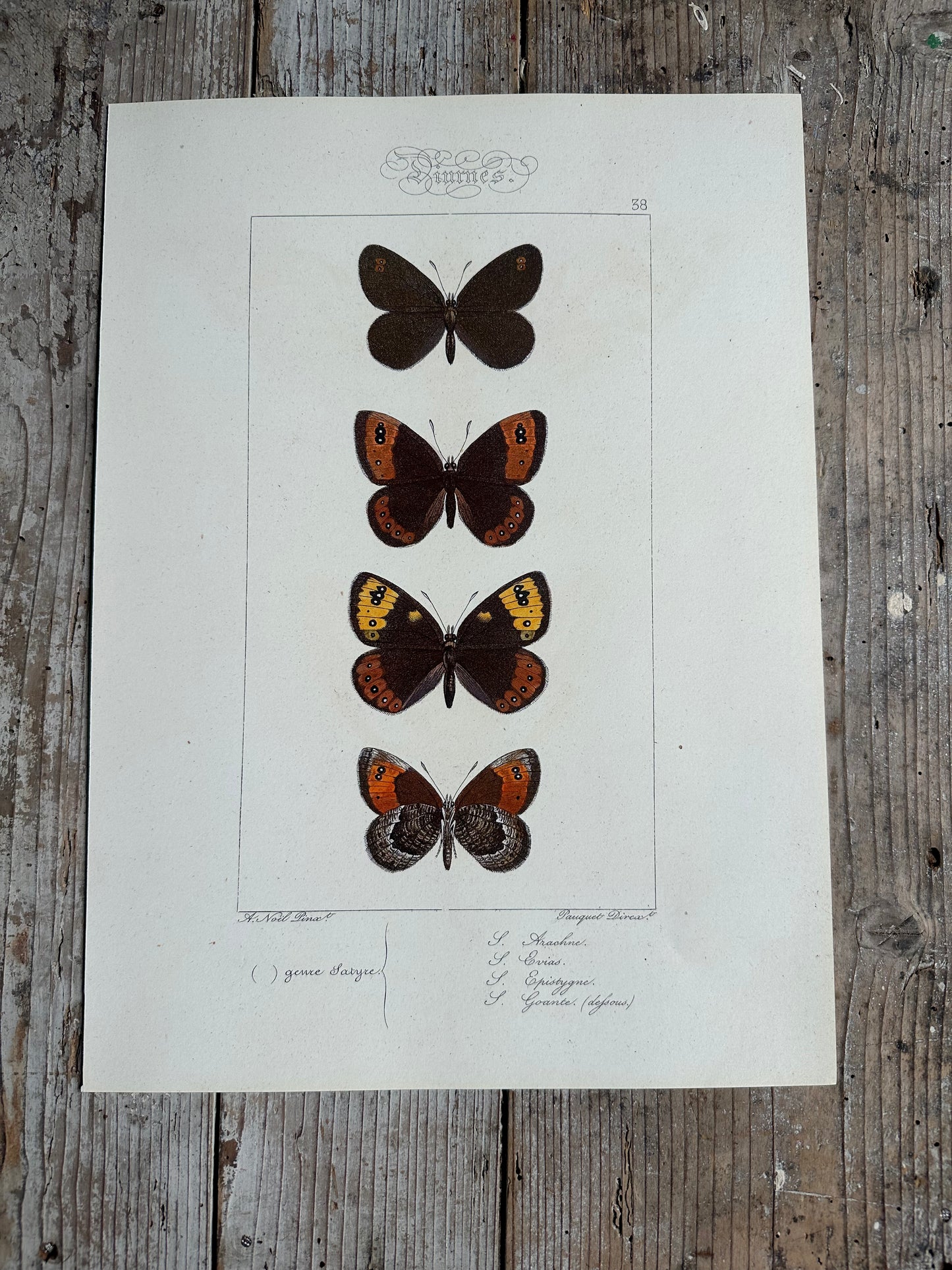 Papillons