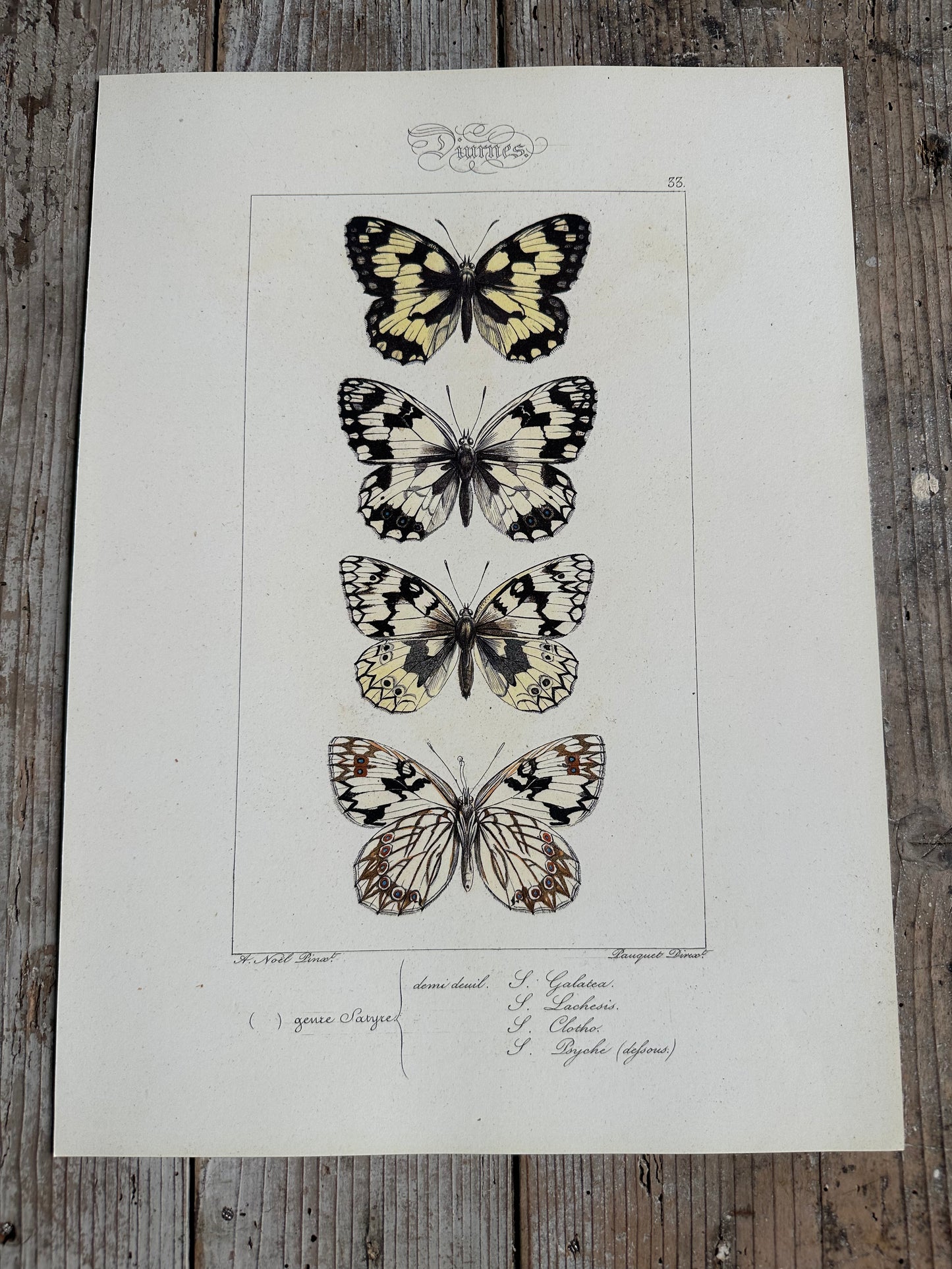 Papillons