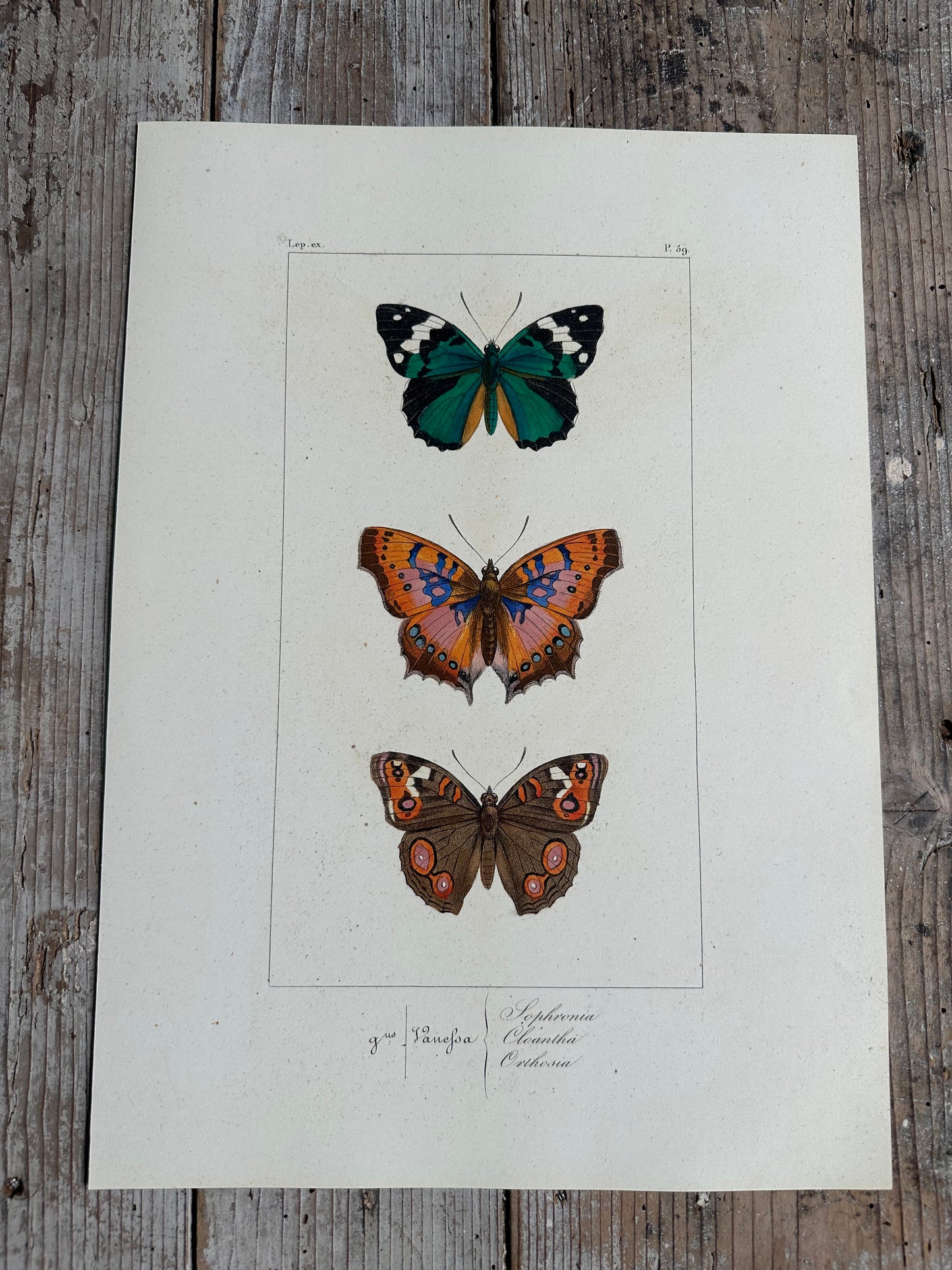 Papillons