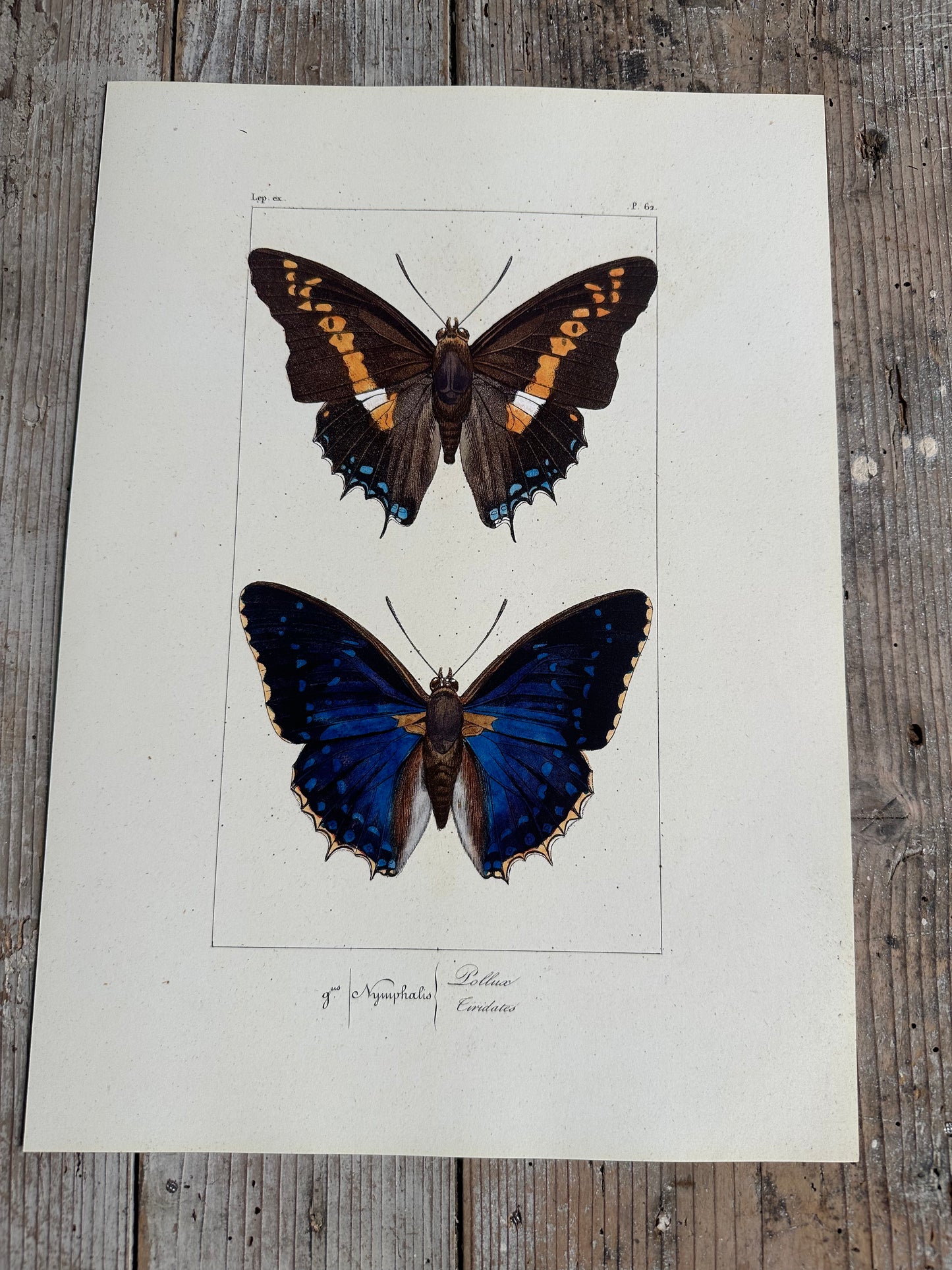 Papillons