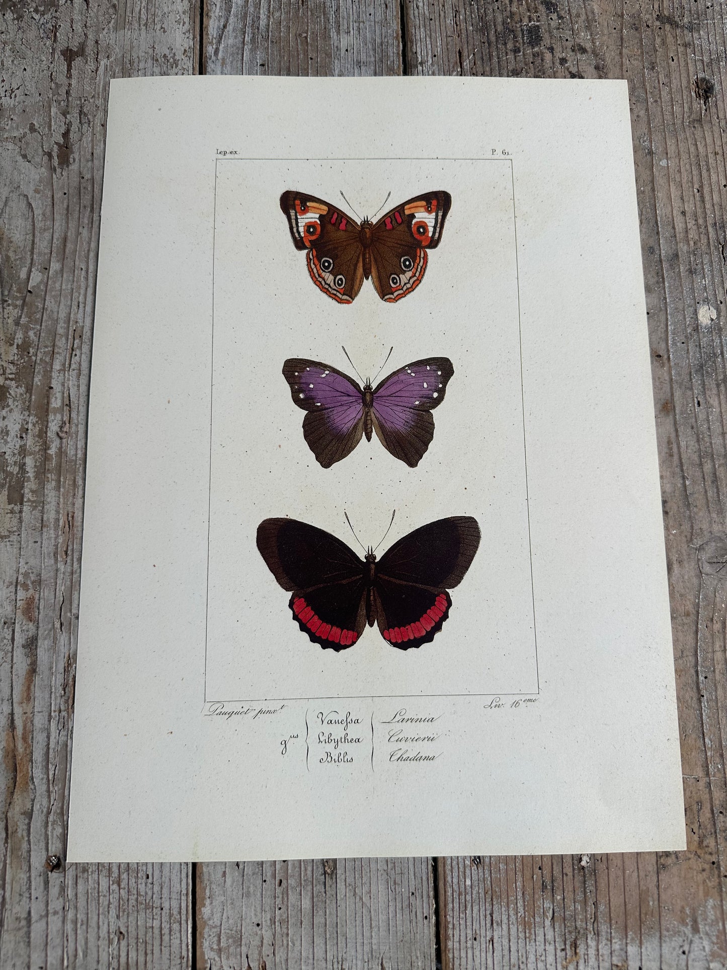 Papillons
