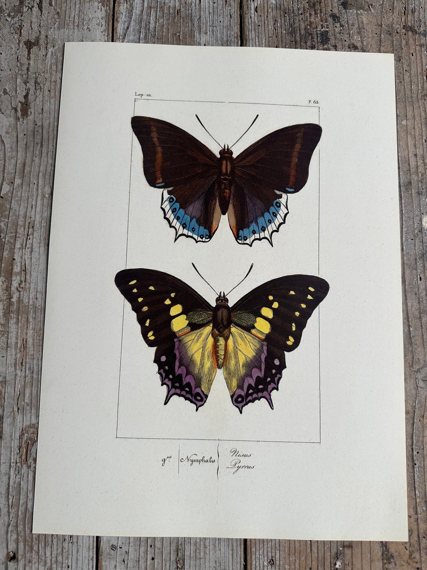 Papillons
