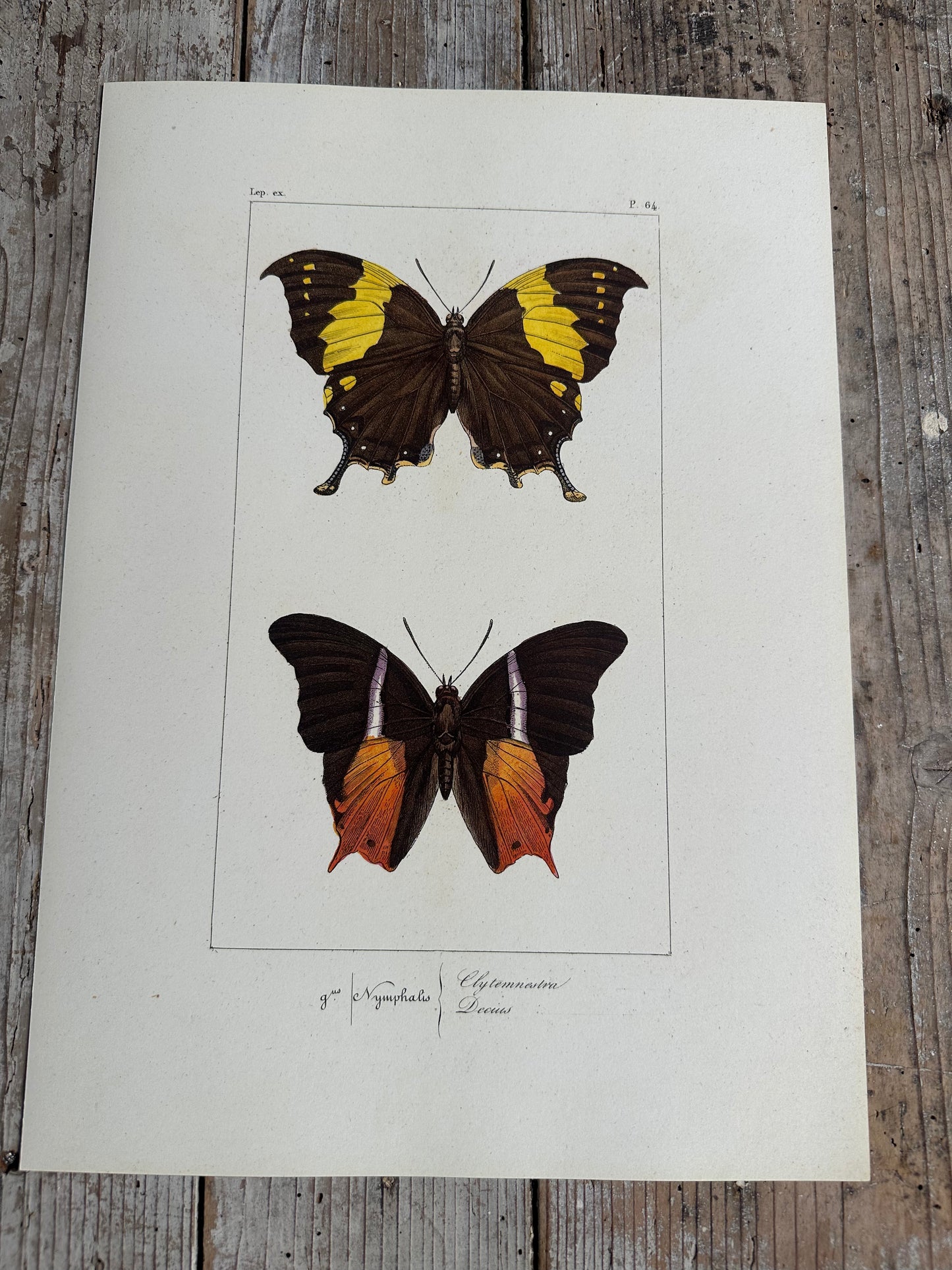 Papillons